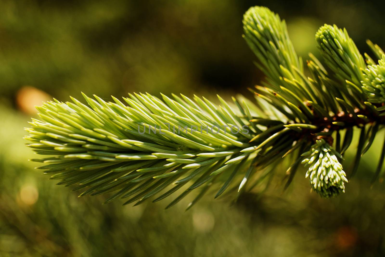 Green pine by Nneirda