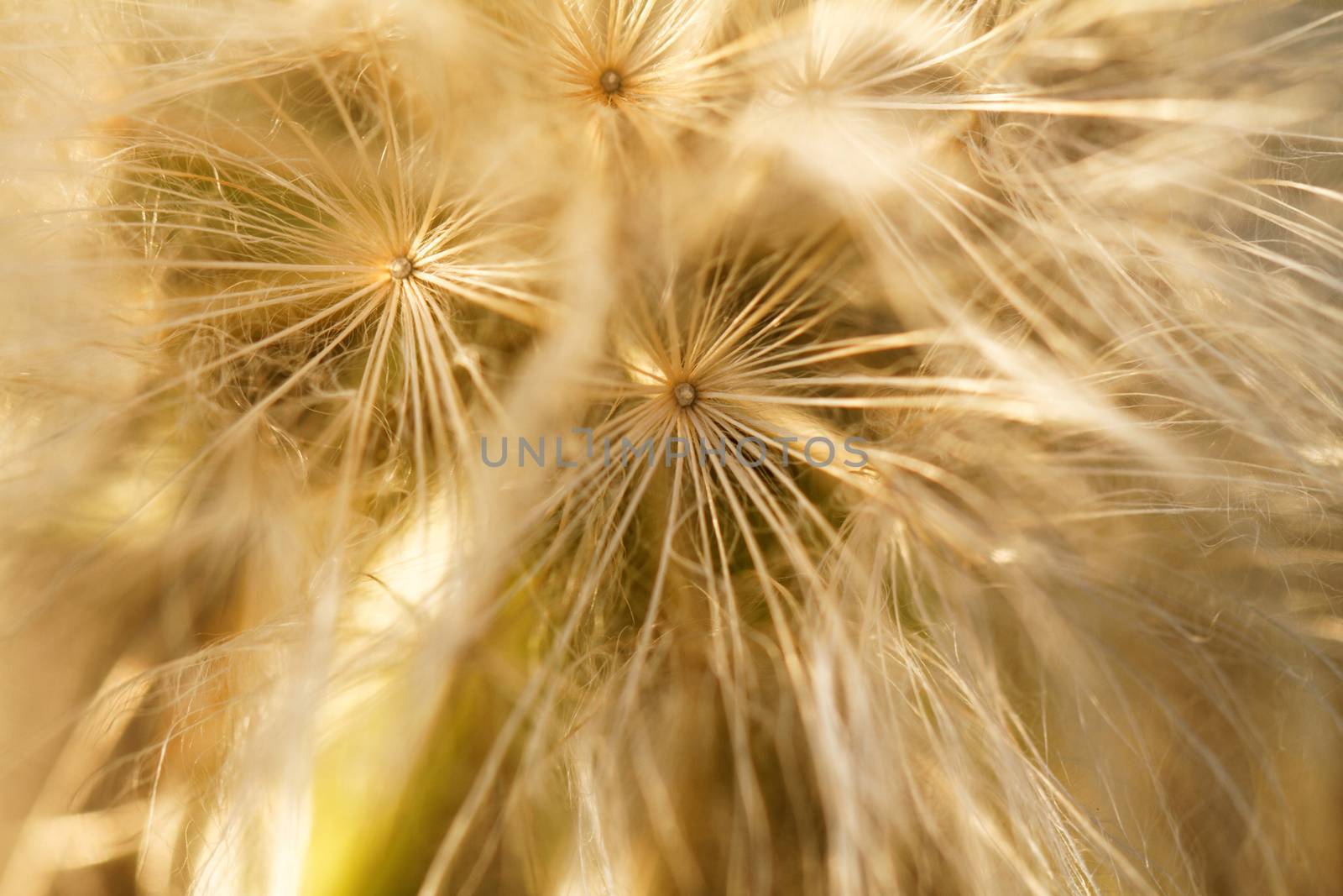 Dandelion seeds by Nneirda