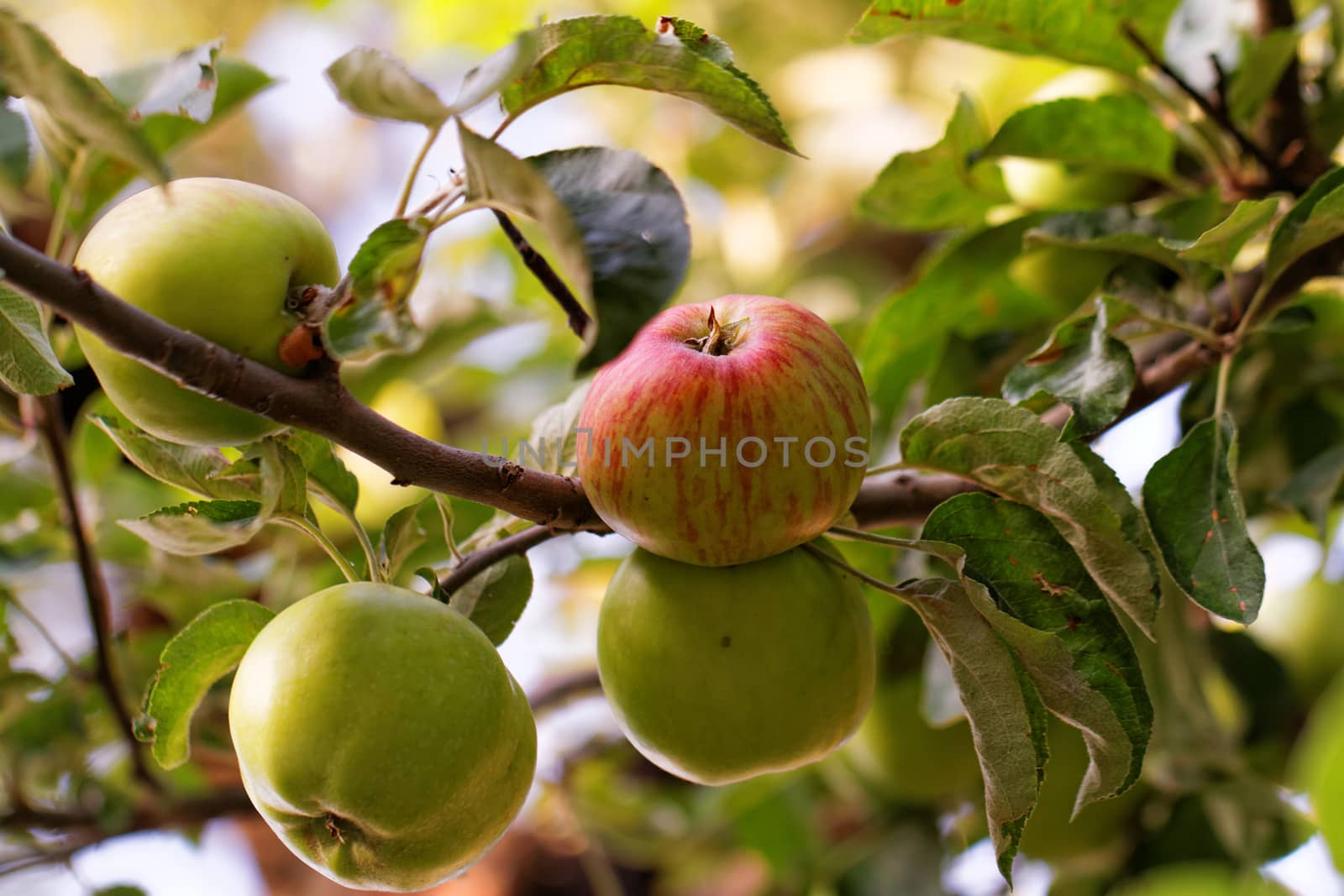 Green apple by Nneirda