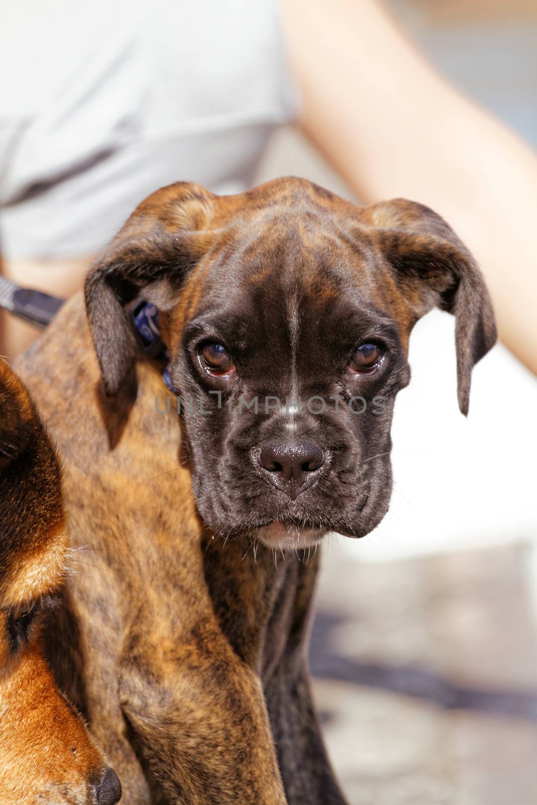 Photo of a cute brown boxer dog