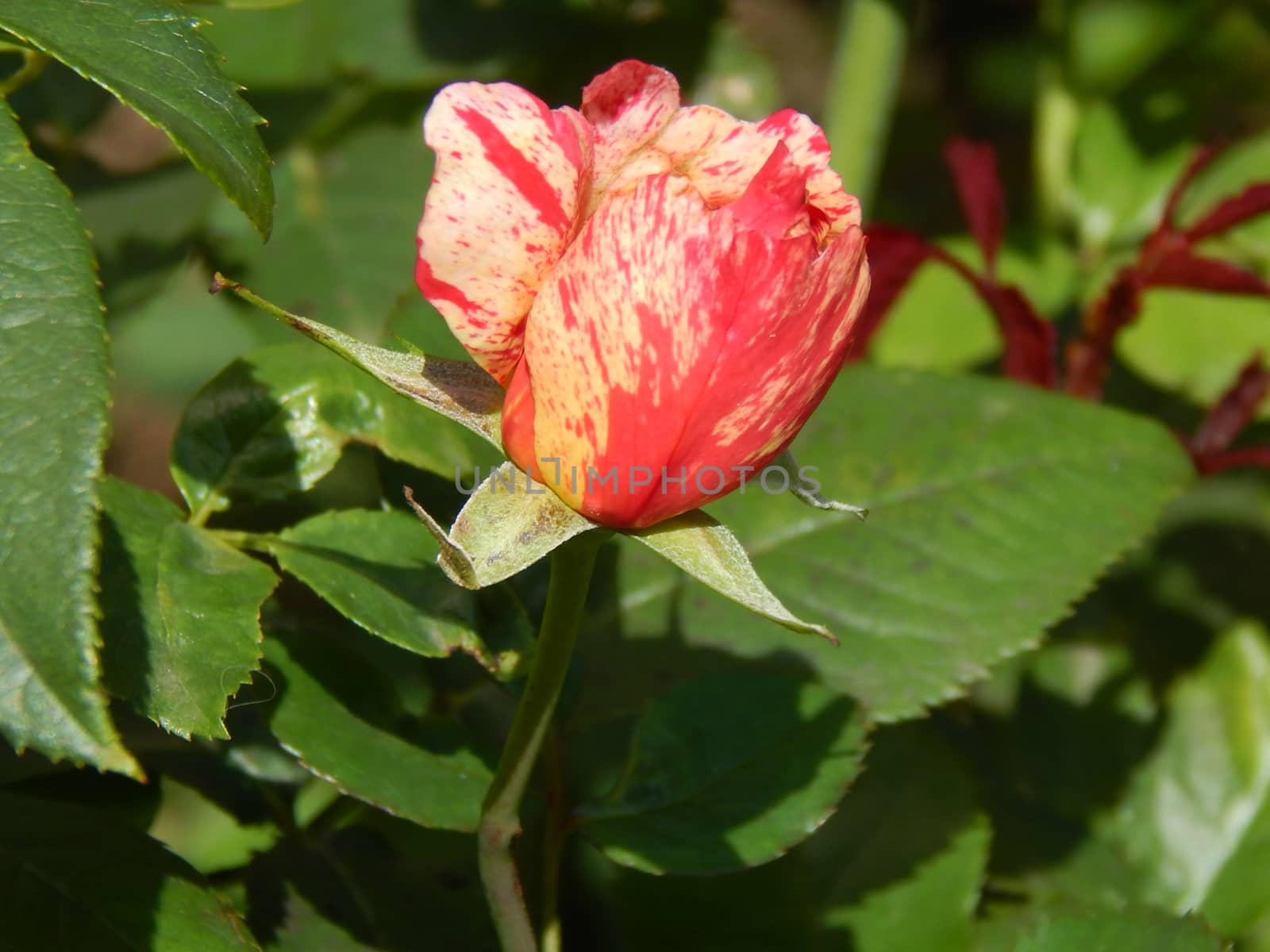 flower wild rose