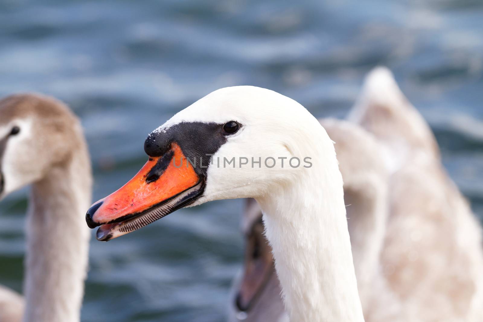 White swan by Nneirda