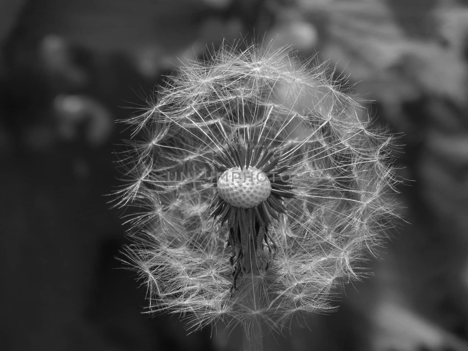 Dandelion in black and white by kimbelij