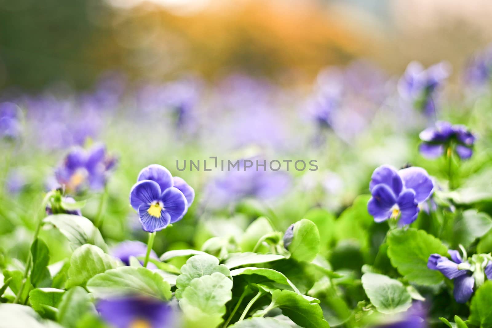 Flowers with leaves and blur background