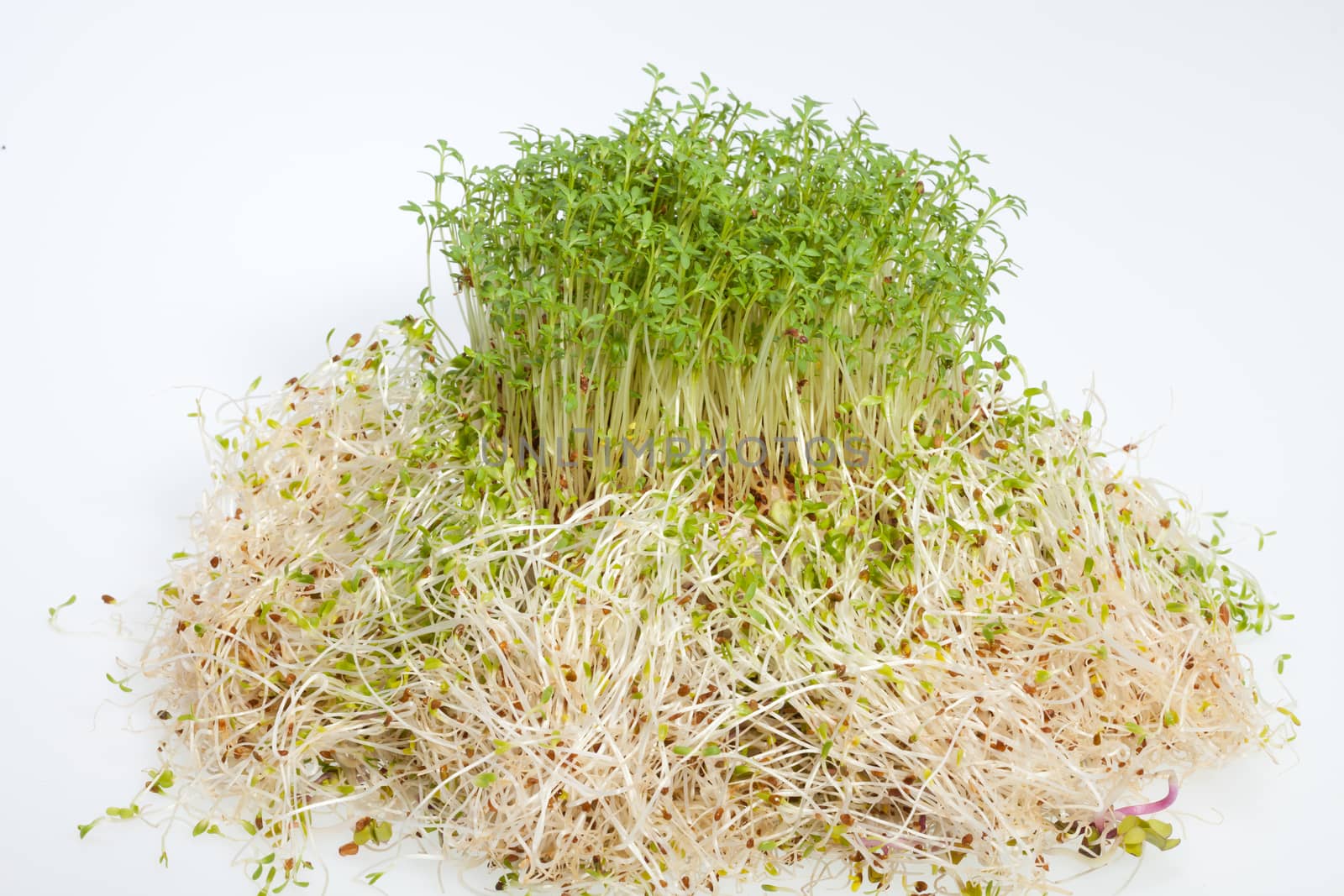 Fresh alfalfa sprouts and cress on white background  by wjarek