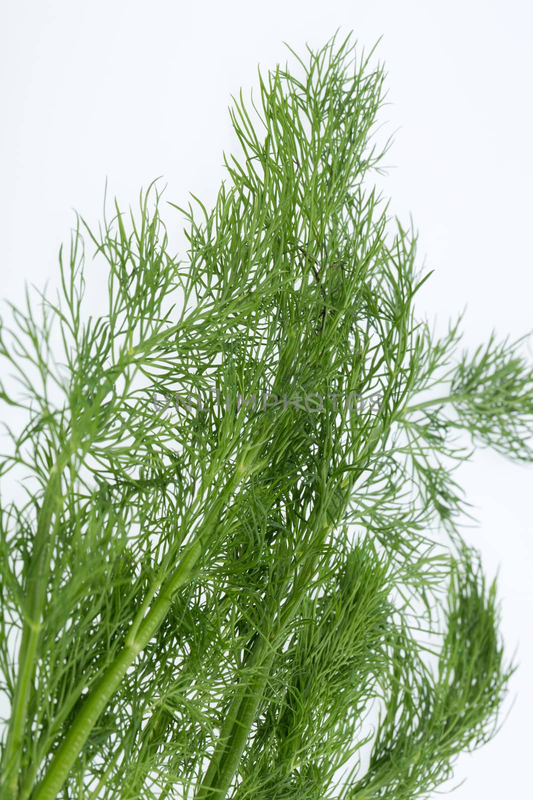 Green dill isolated on white background. by wjarek