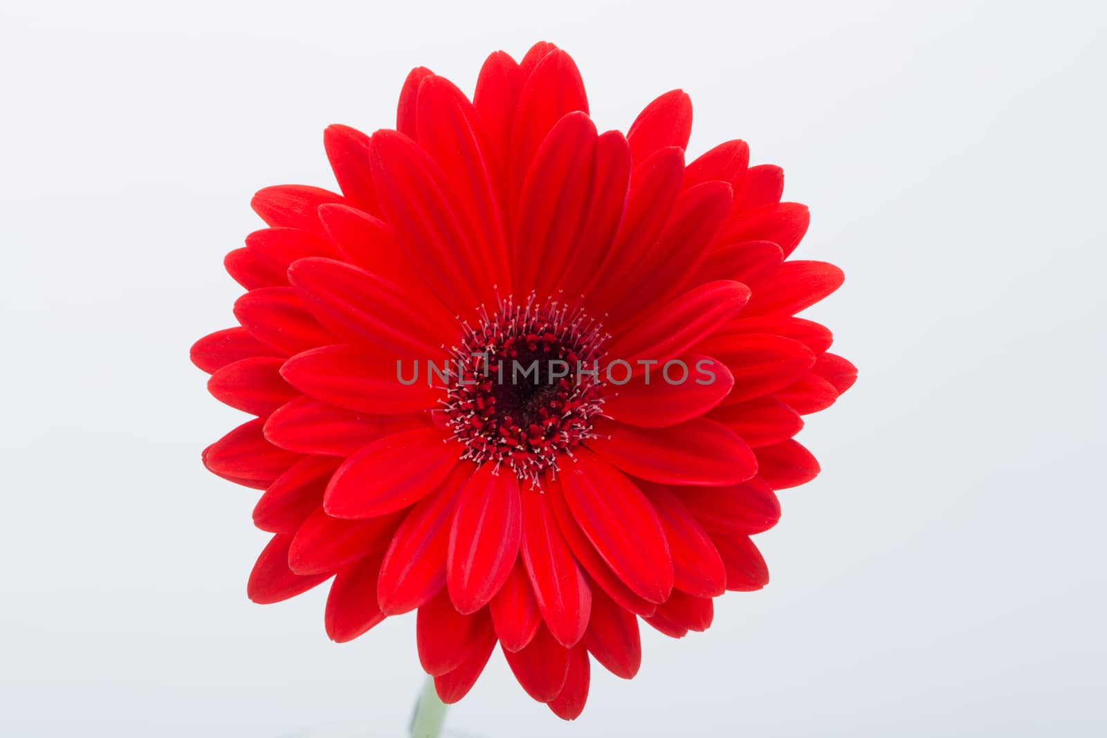  red gerbera daisy flower by wjarek
