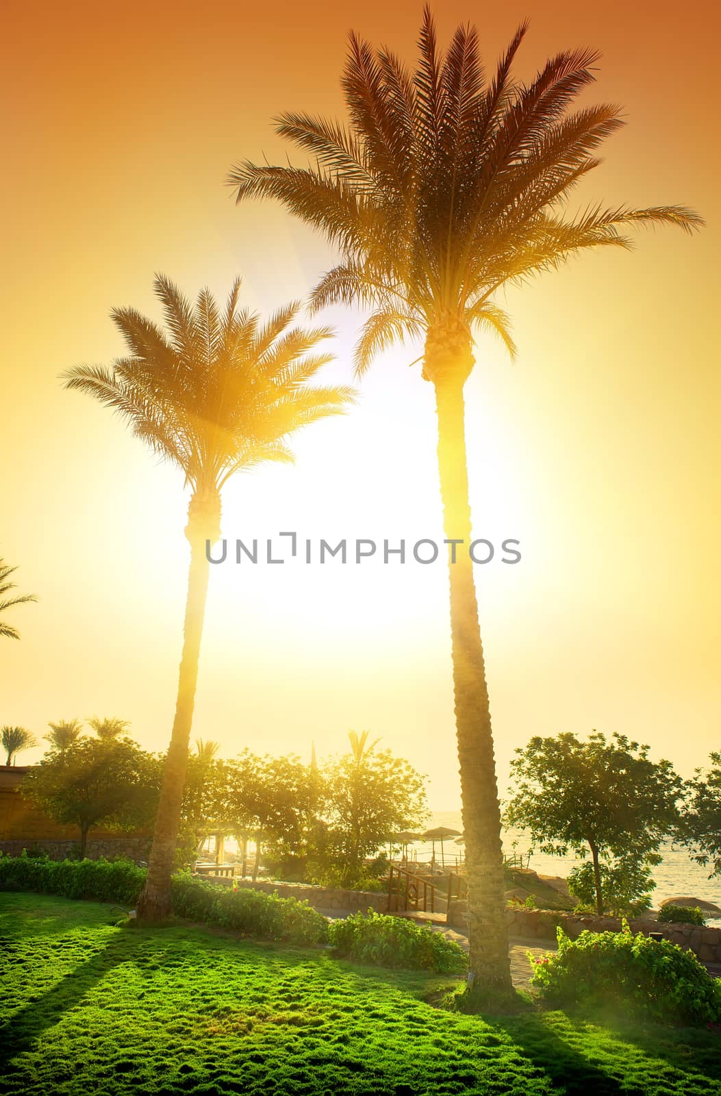 Palms in hotel by Givaga