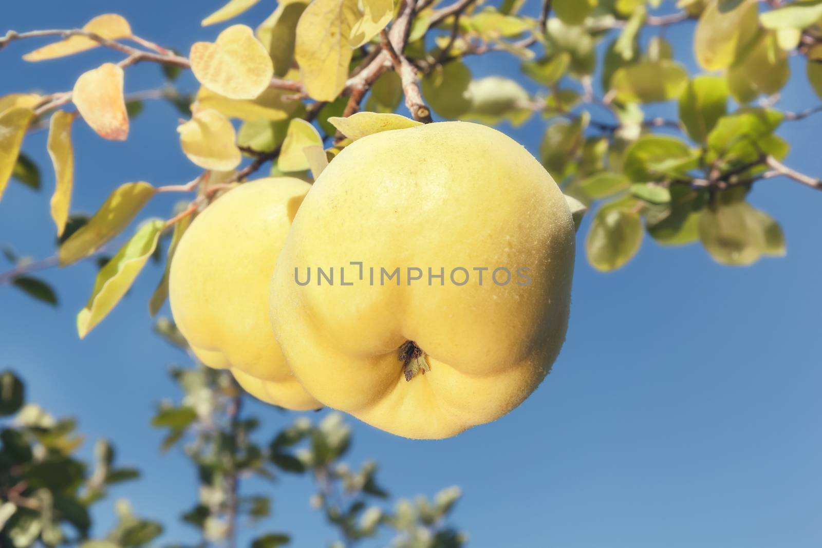 Quinces in orchard
