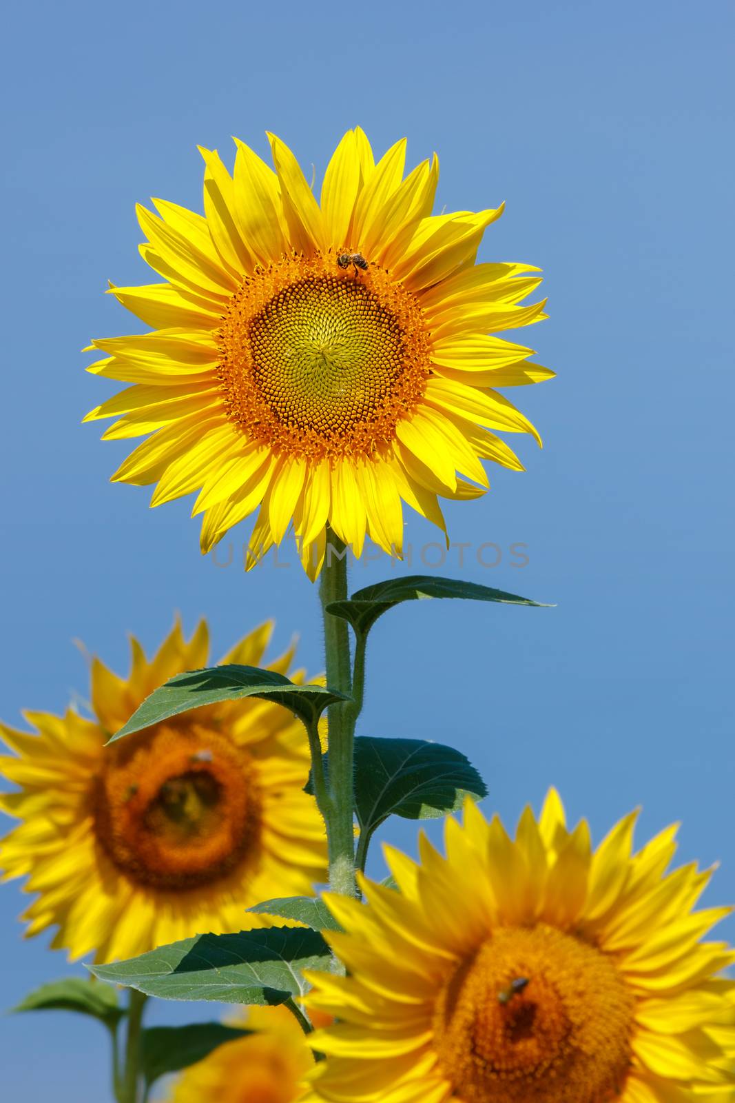 Blooming sunflower field, close up by Slast20