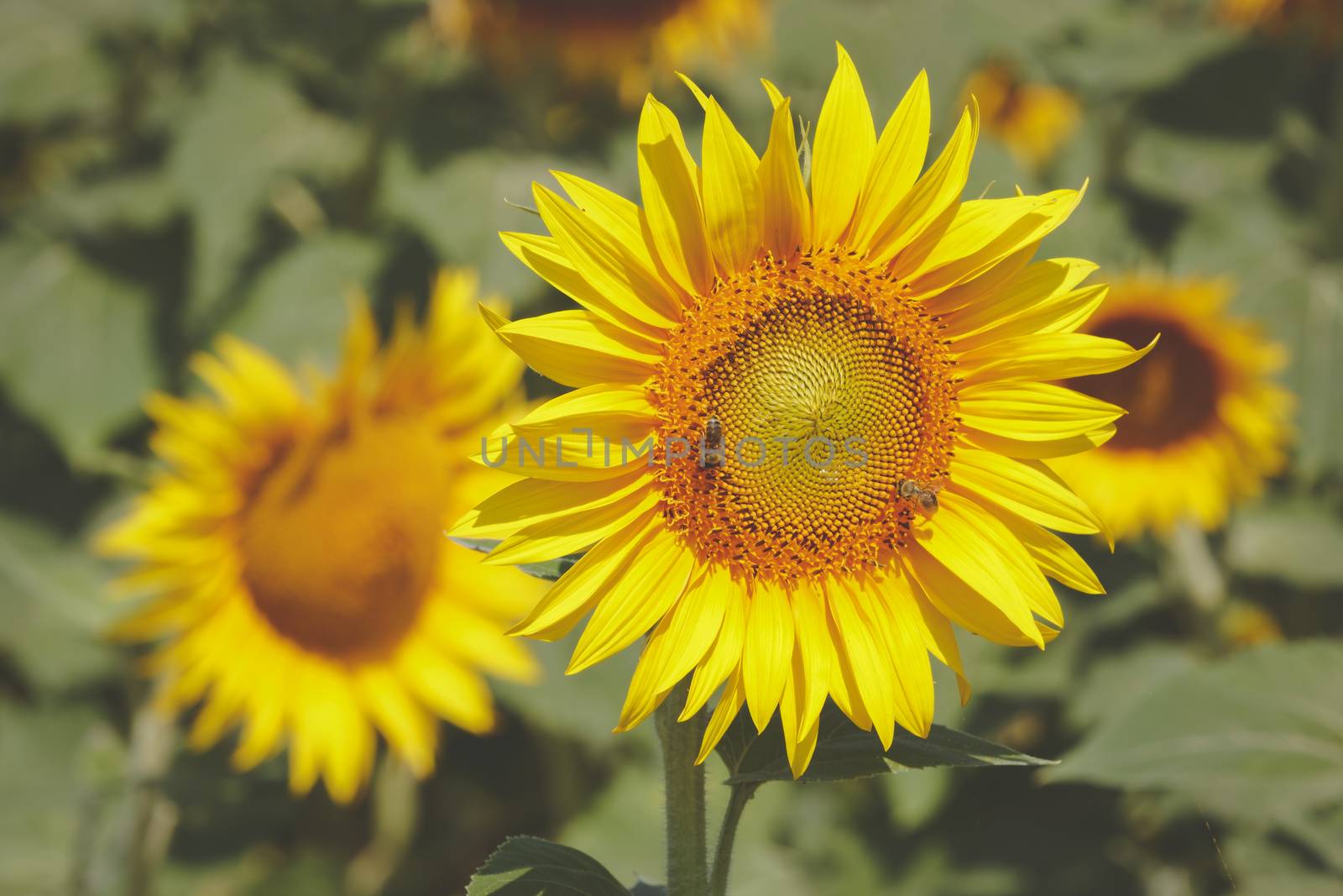 Summer sunflower field, close up. Bees gathering pollen from sunflower