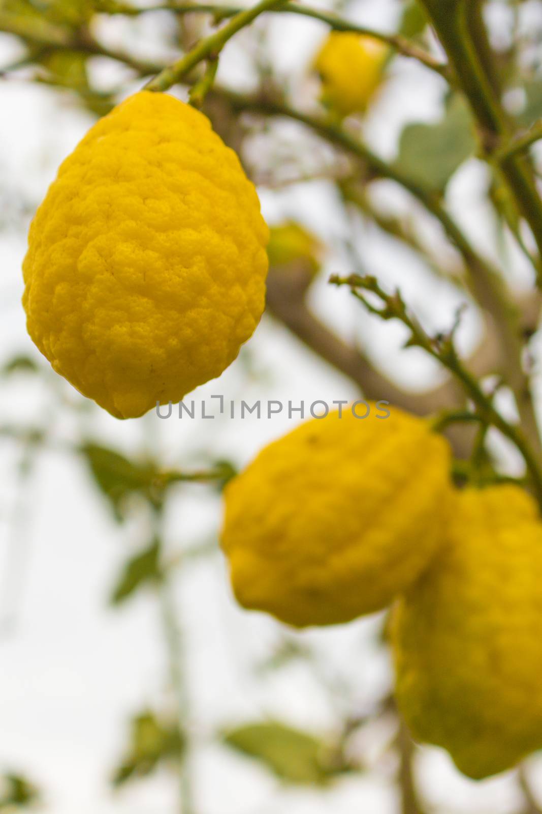 Three lemons on the tree