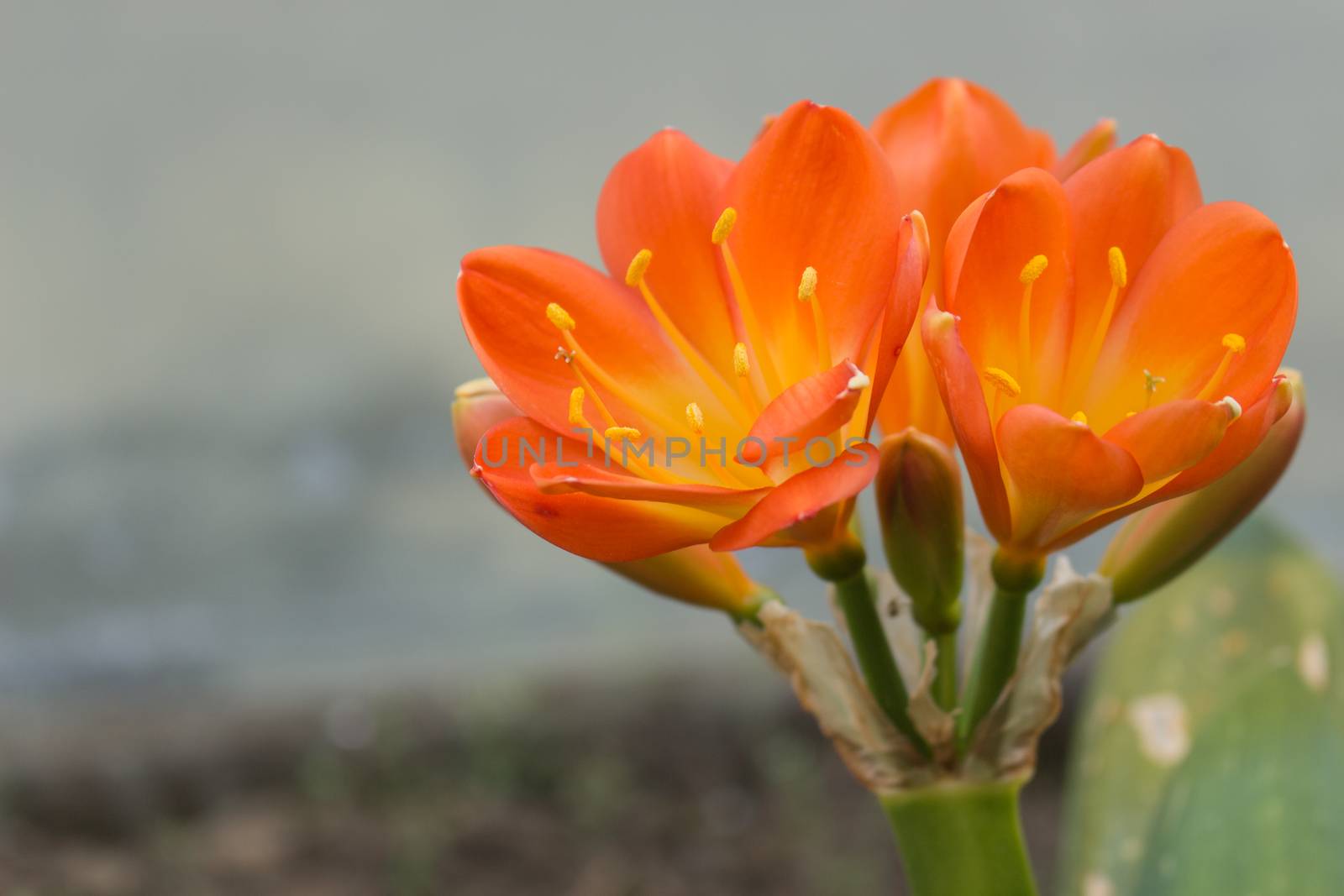 The flowers on succulent