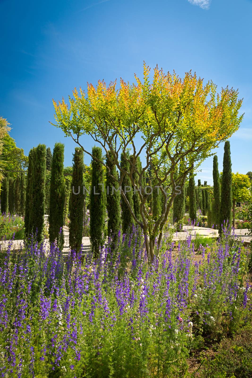 Park of Alhambra (Generalife), Granada, Spain by fisfra