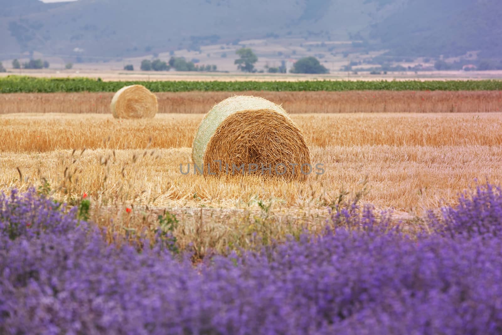 Harvested field and blooming lavender in summer. Focus on hay bale