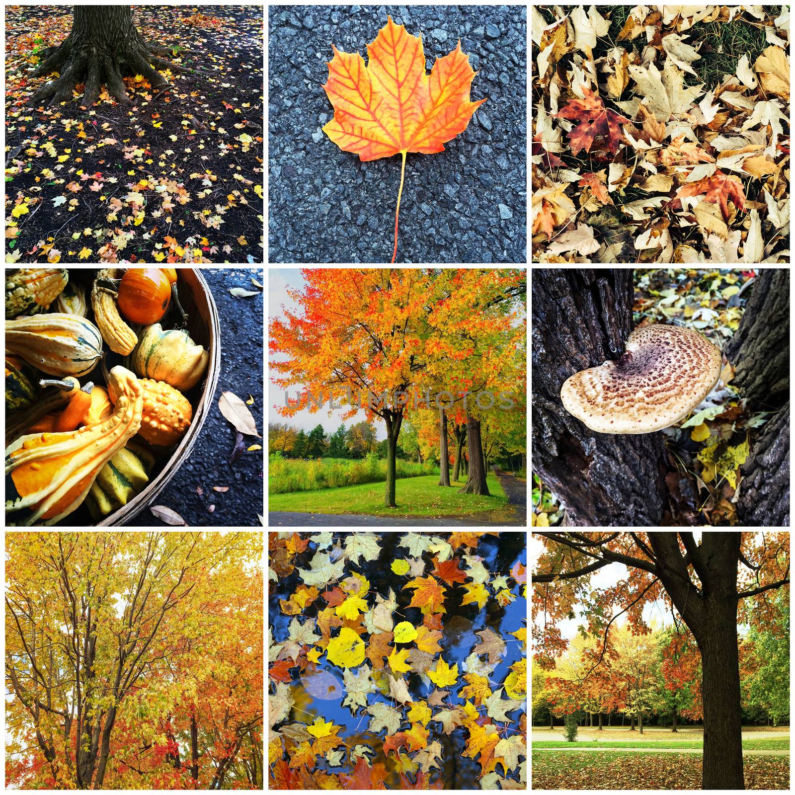 Autumn nature collage by anikasalsera