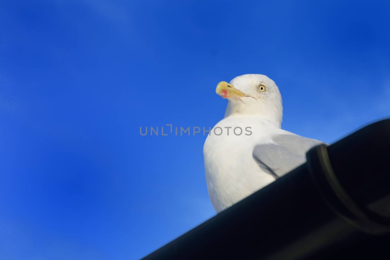 Seagull sitiing of roof