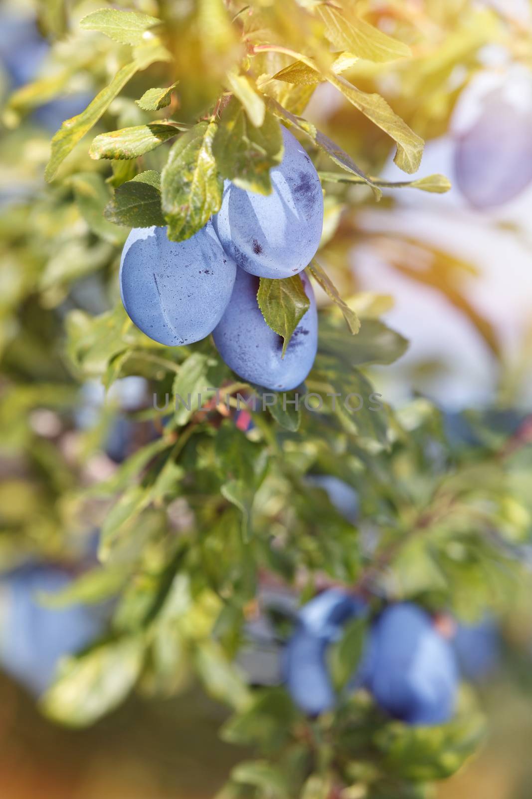 Plums growing in orchard, close up. Soft and blur style for background. A photo with very shallow depth of field
