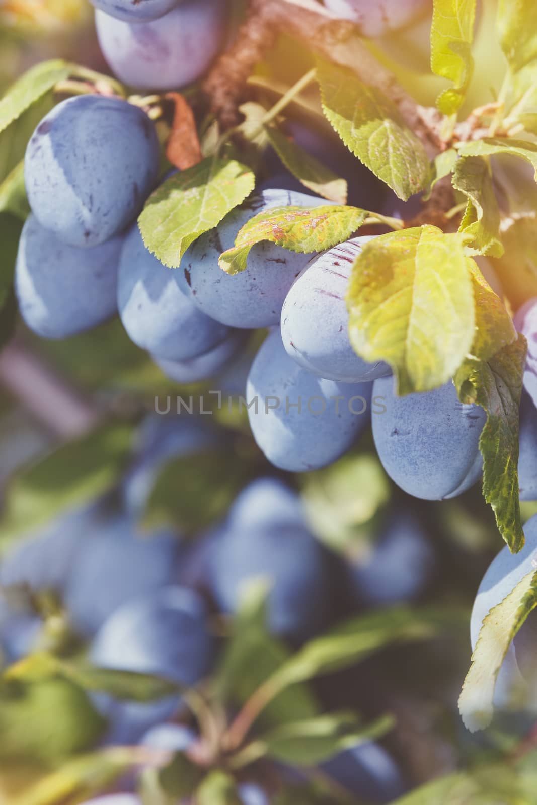 Plums growing in orchard, close up. Soft and blur style for background. A photo with very shallow depth of field
