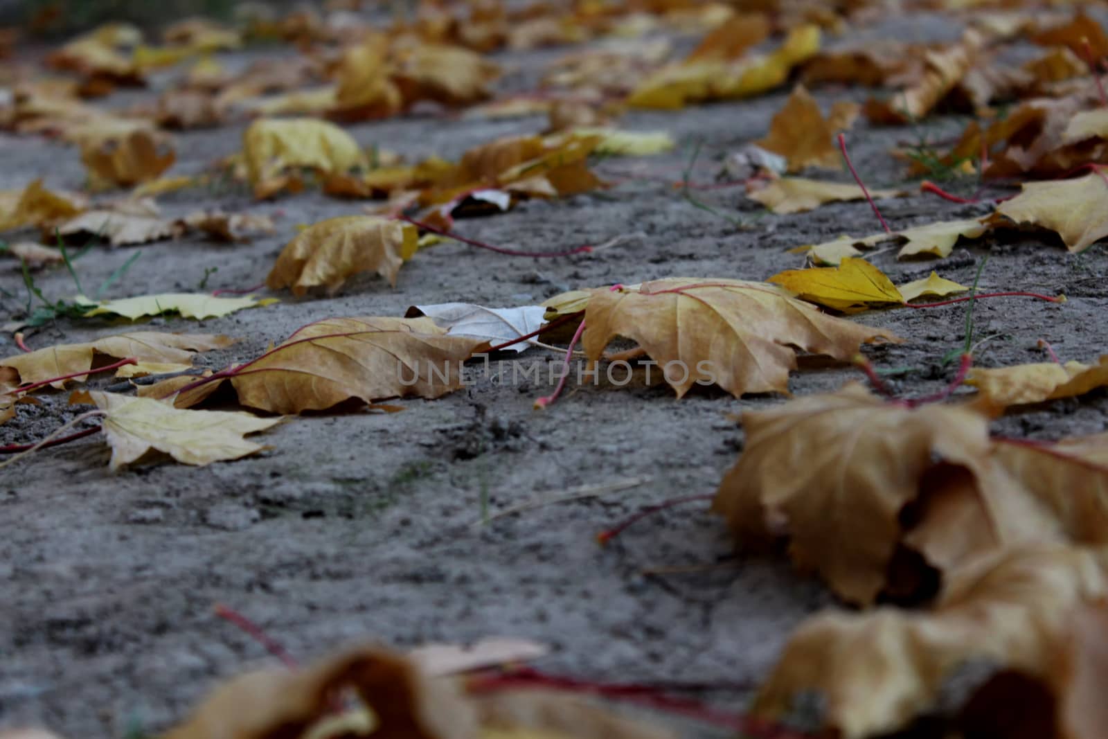 Autumn leaves on the forest floor.