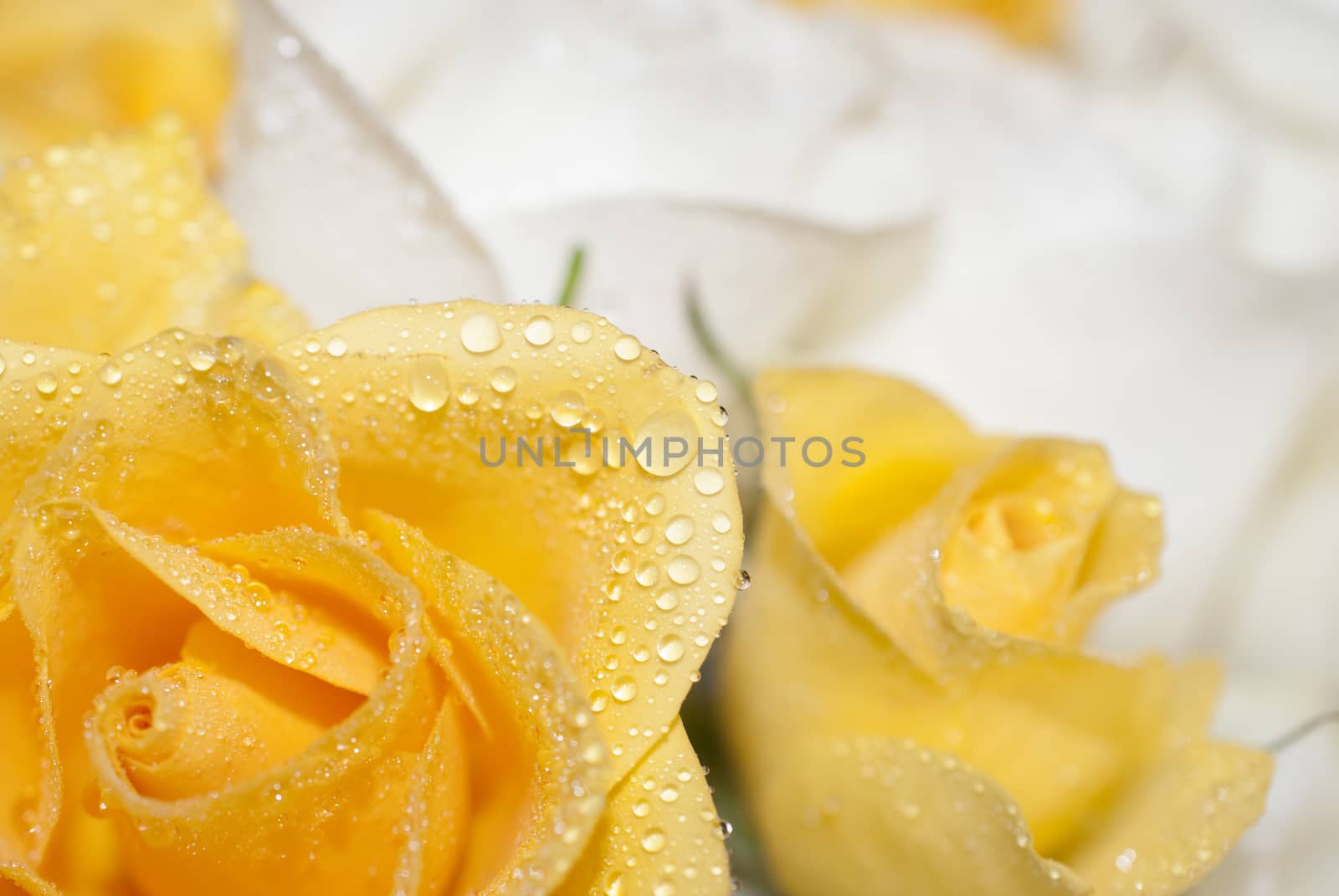Close up of yellow and white roses