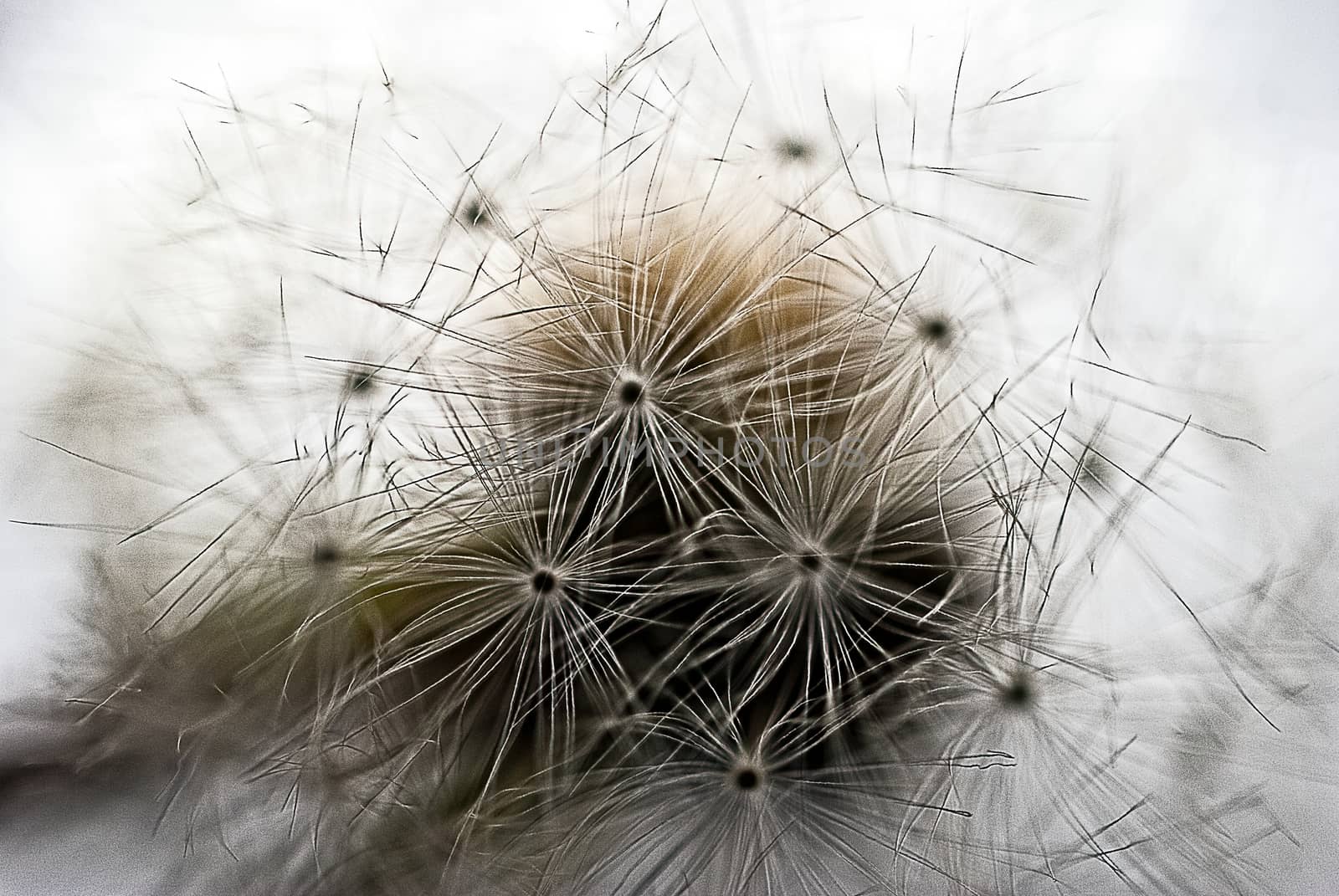 Dandelion seeds on a stem