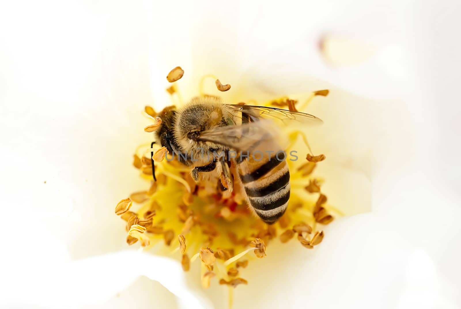 A bee collecting pollen in a white rose