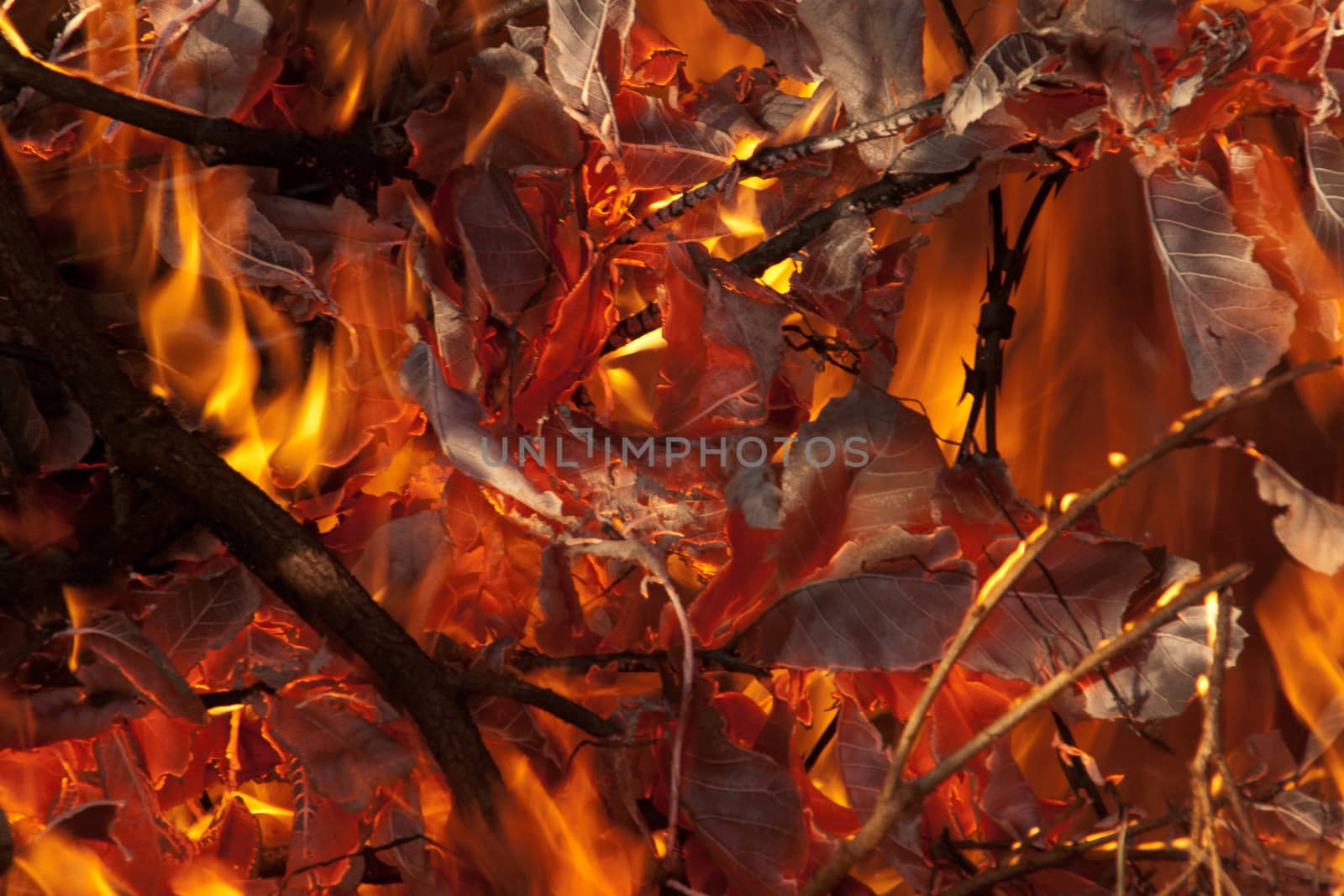 Wild fire burning leaves with branches in the foreground