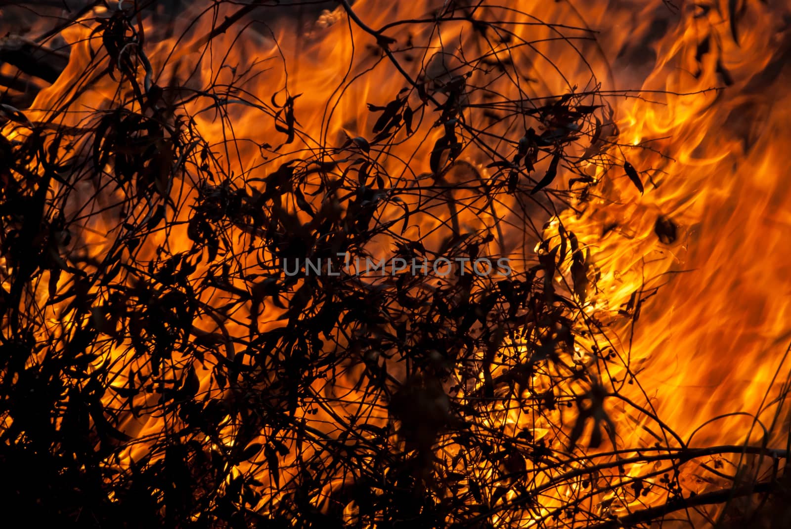 Burning Leaves in a wild fire with branches in the foreground