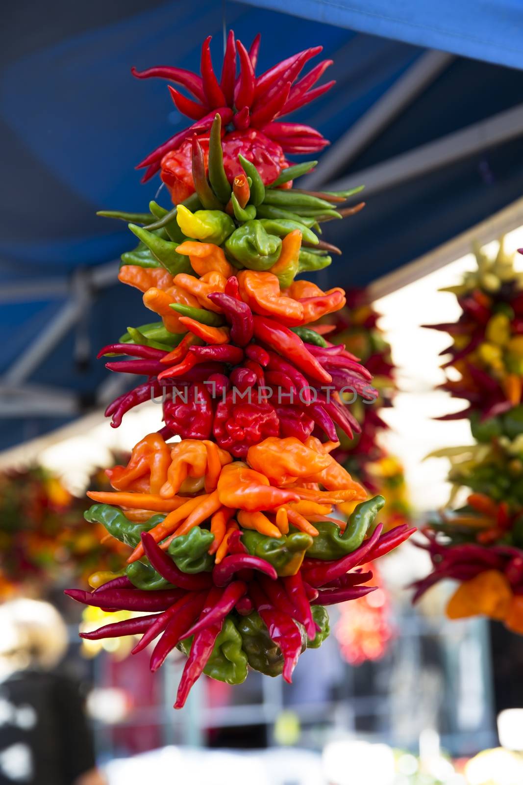 String of colorful hot and sweet peppers hanging at a market