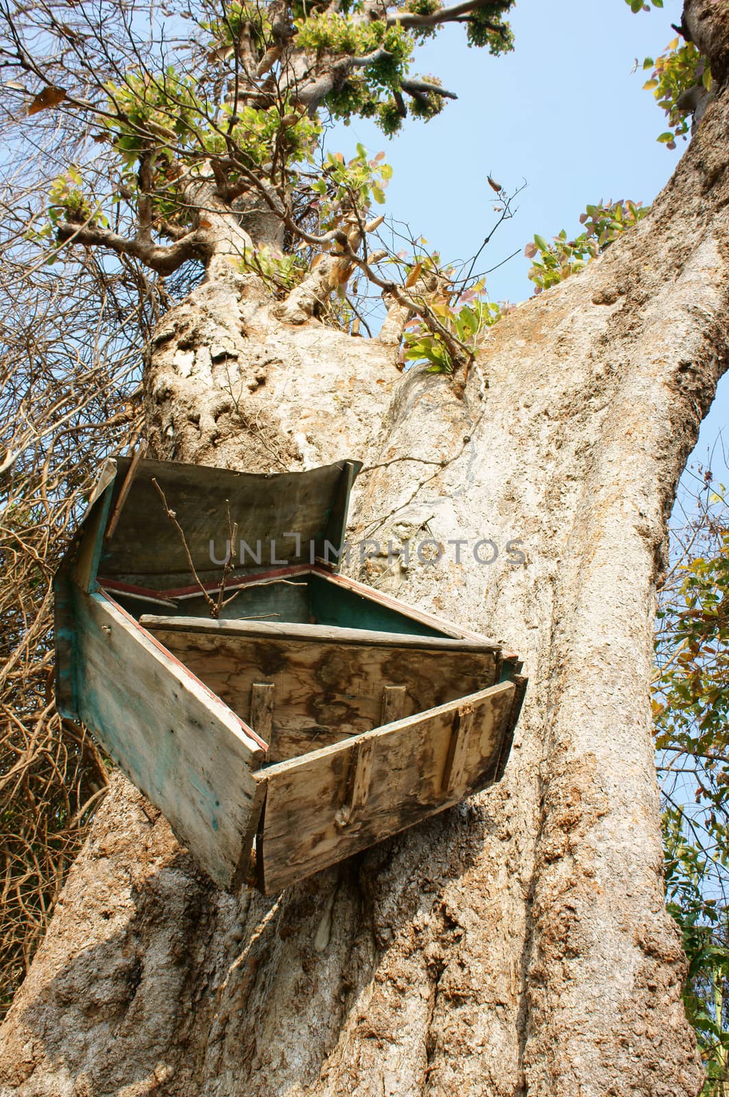 Amazing view with old mailbox hang overhead on large tree trunk in Vietnam forest, funny and danger mail box