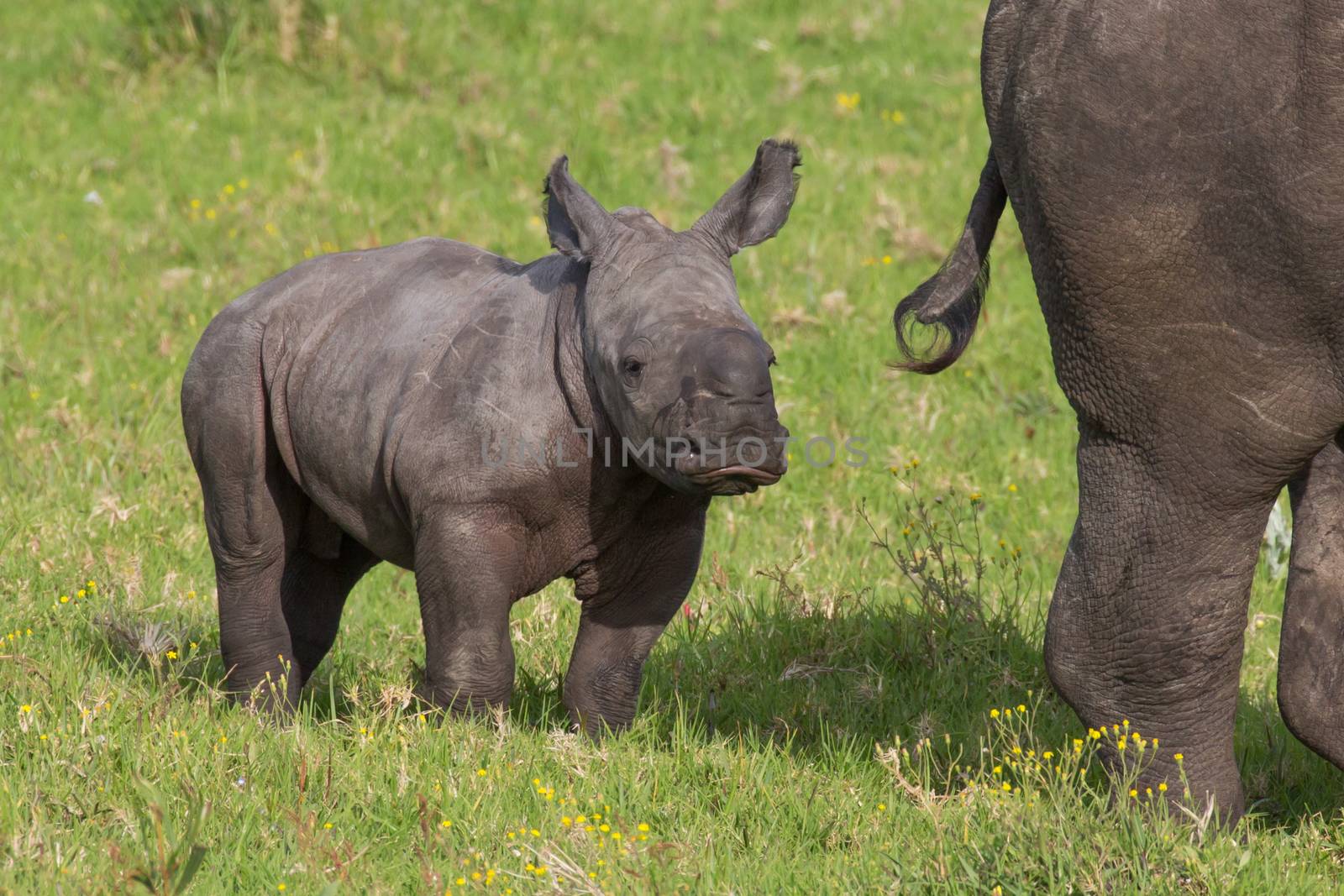 Baby White Rhino by fouroaks