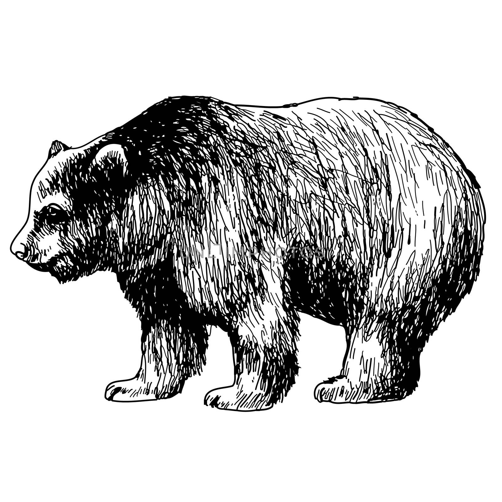 hand drawn illustration of bear on white background