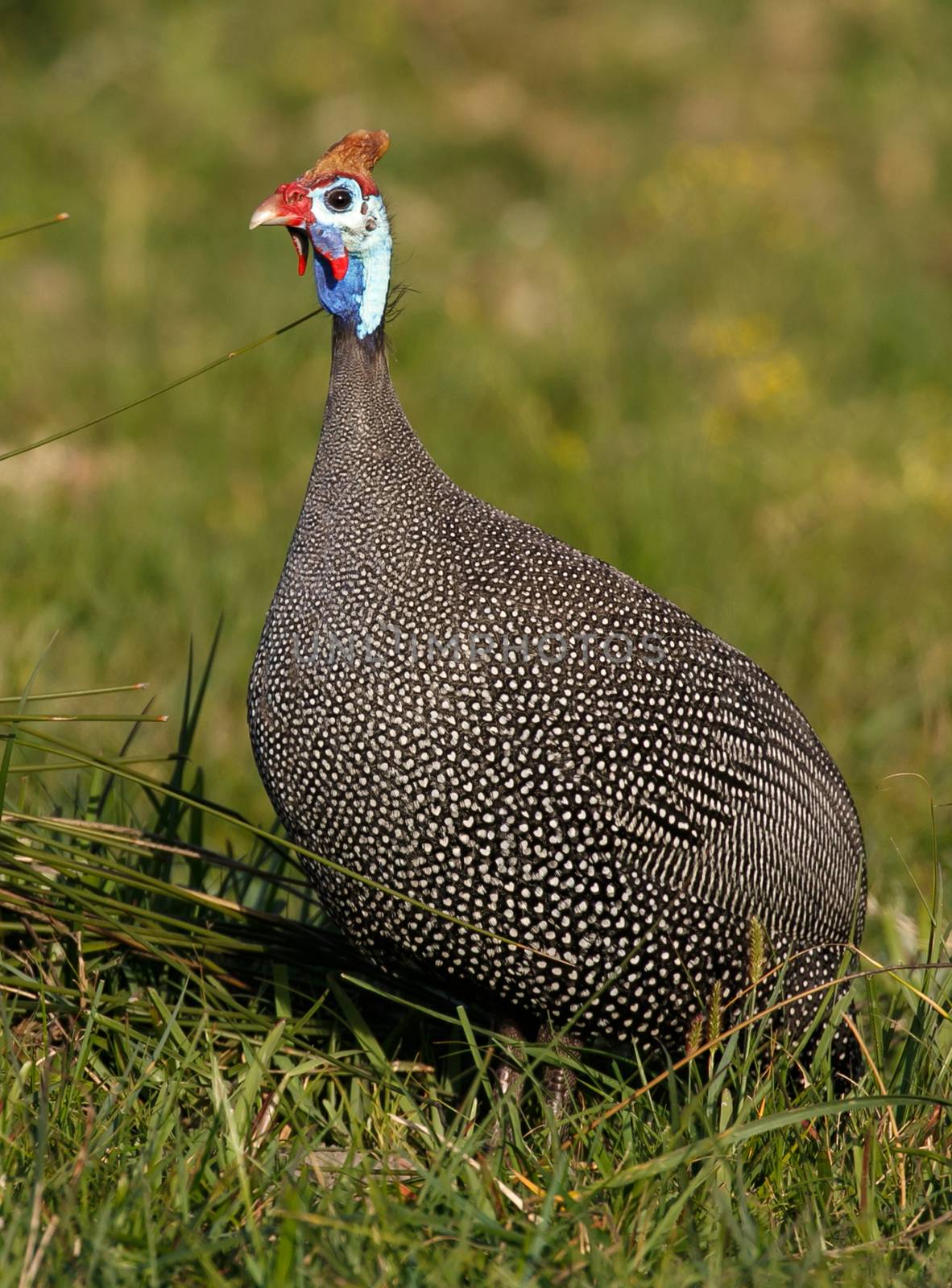 Helmeted Guinea fowl with white spotted feathers