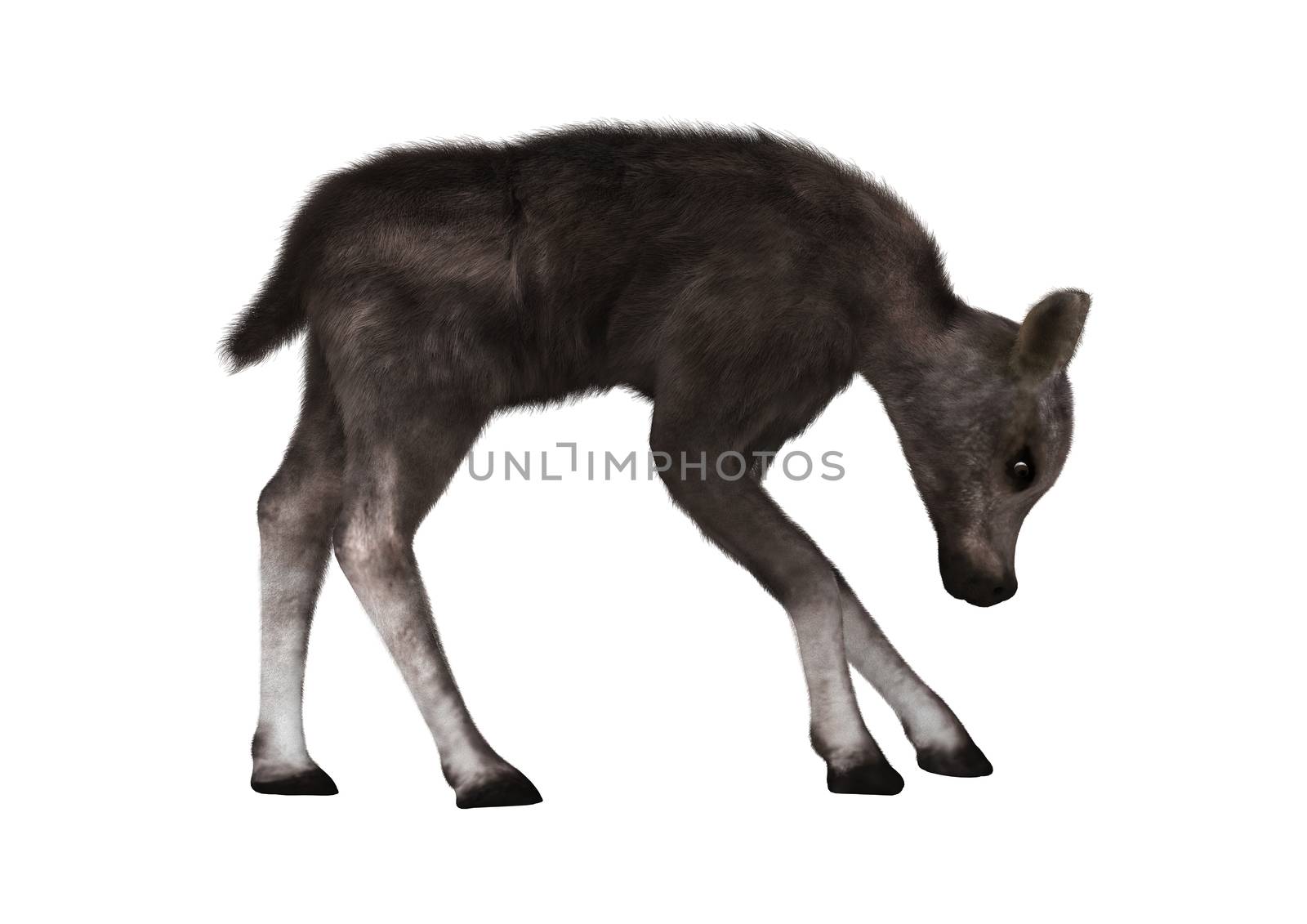 3D digital render of a caribou calf isolated on white background