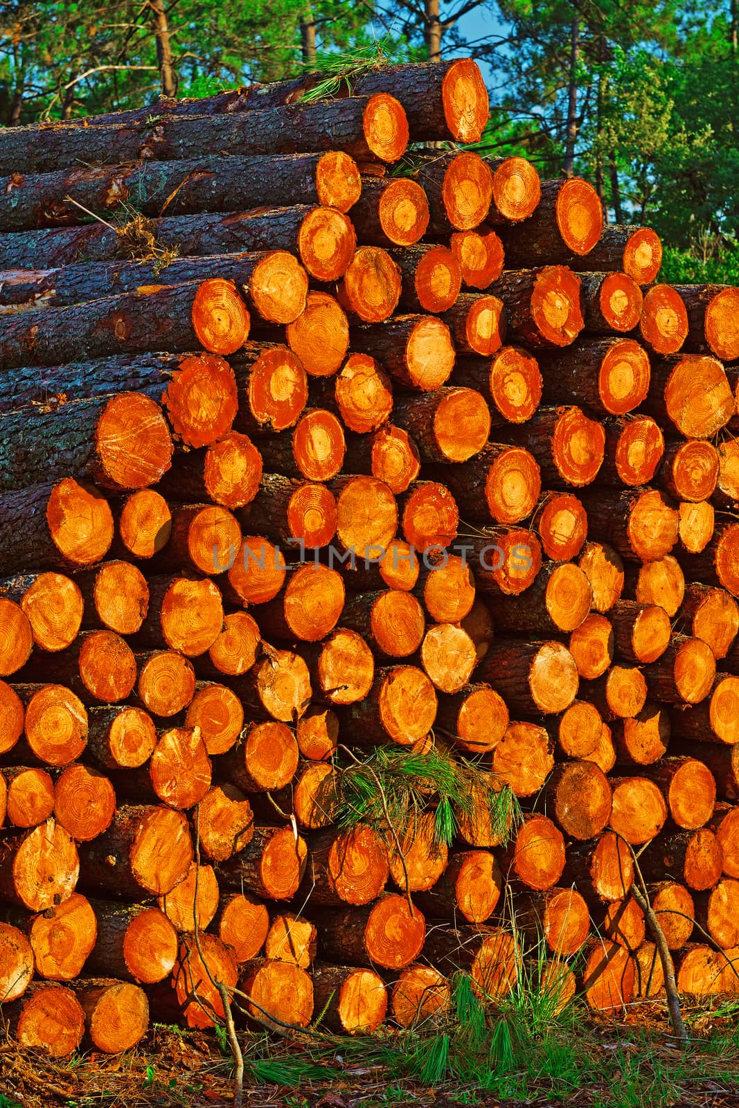 Logging by gkuna