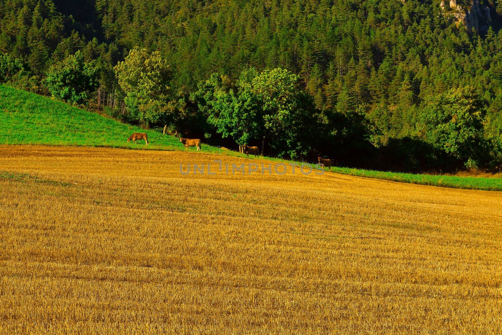 Cows Grazing on Alpine Meadows in France