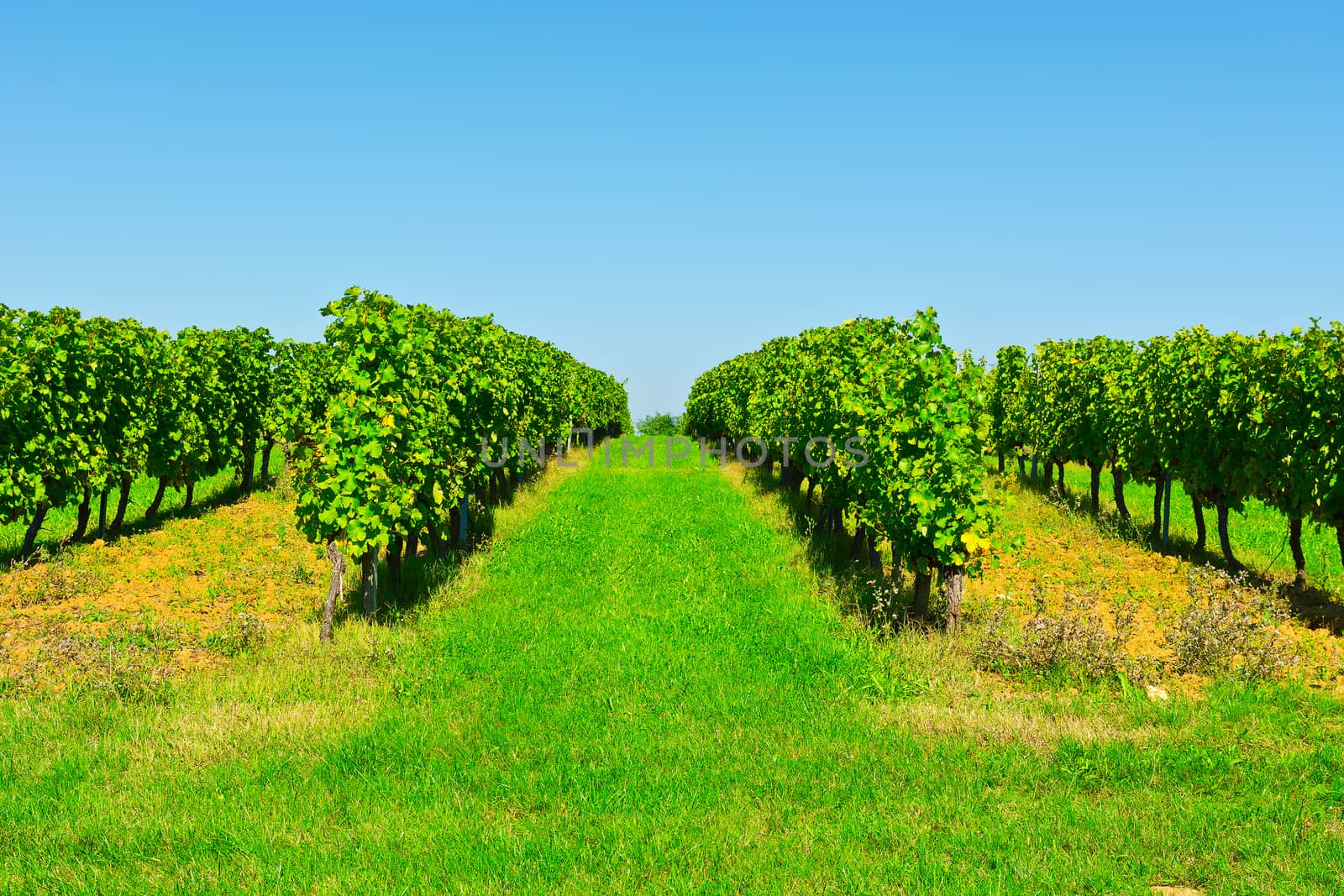 Ripe  Grapes in the Autumn in Bordeaux, France