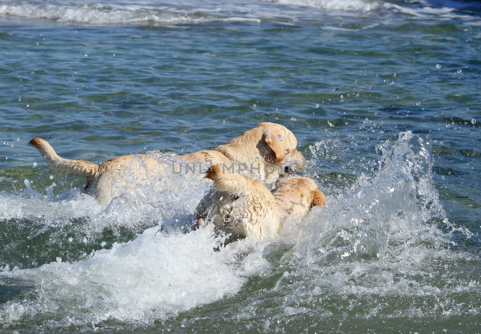 two yellow labradors swimming in the sea
