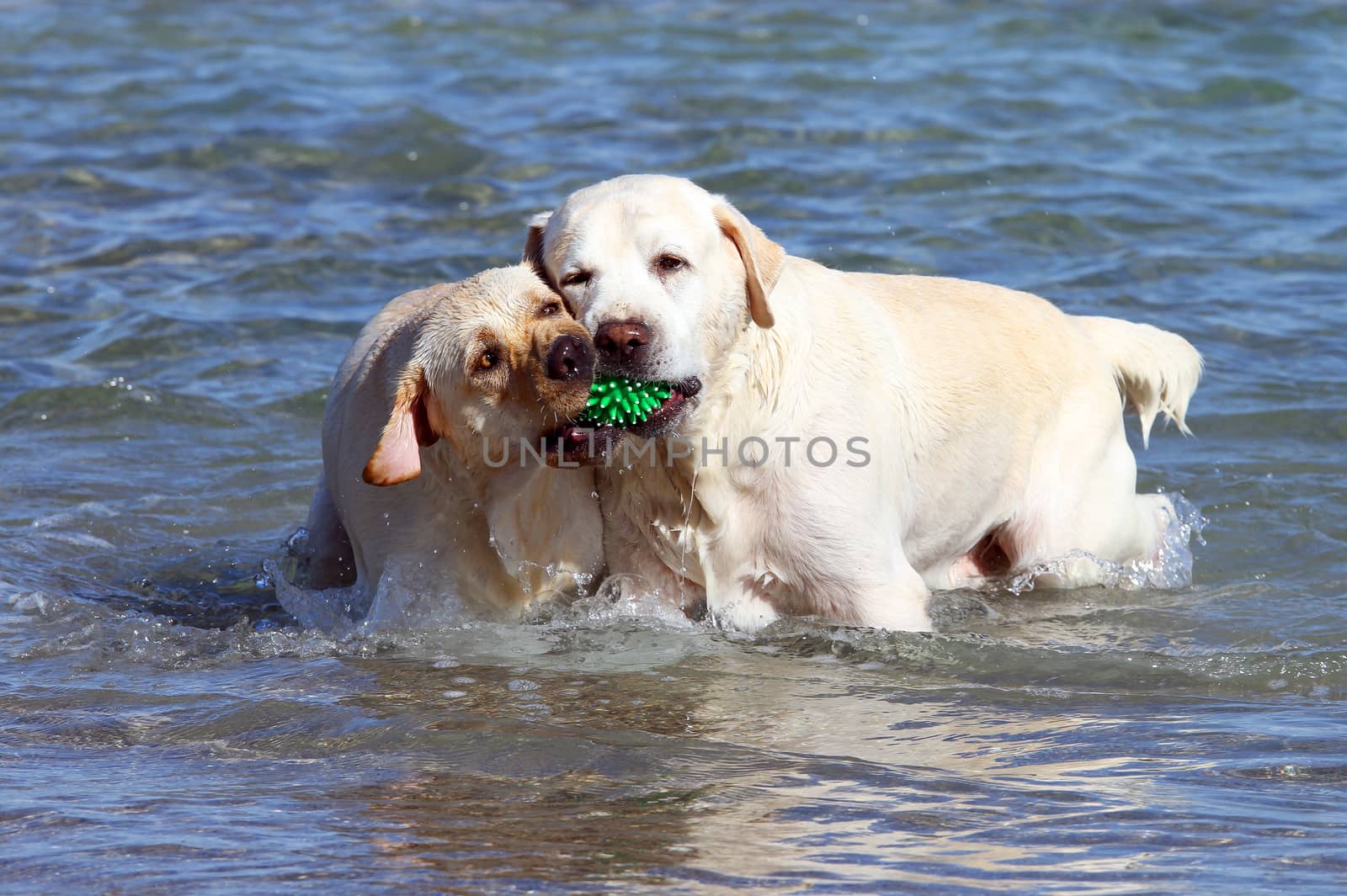 two yellow labradors playing in the sea with a green ball