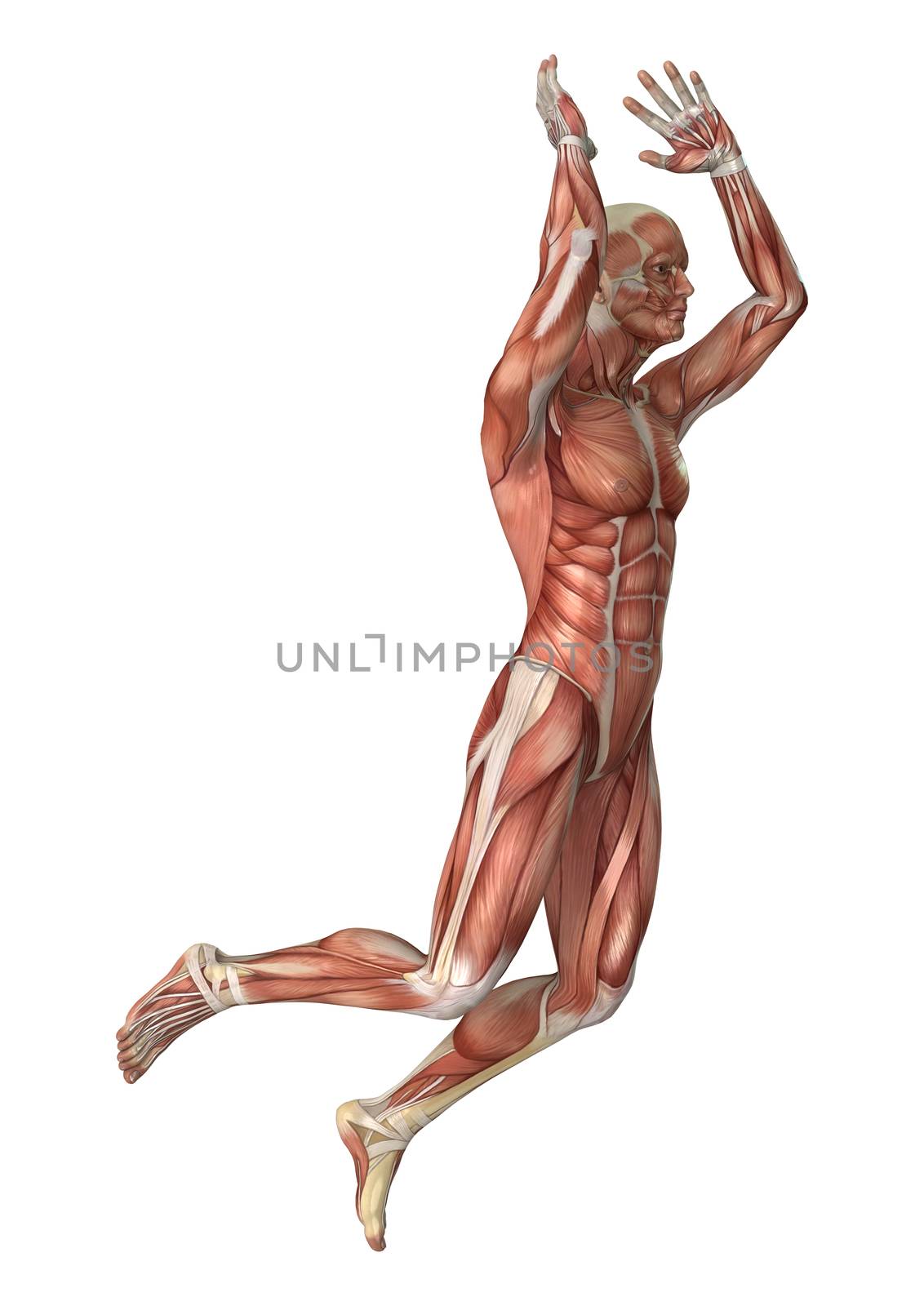 3D digital render of a male anatomy figure with muscles map isolated on white background