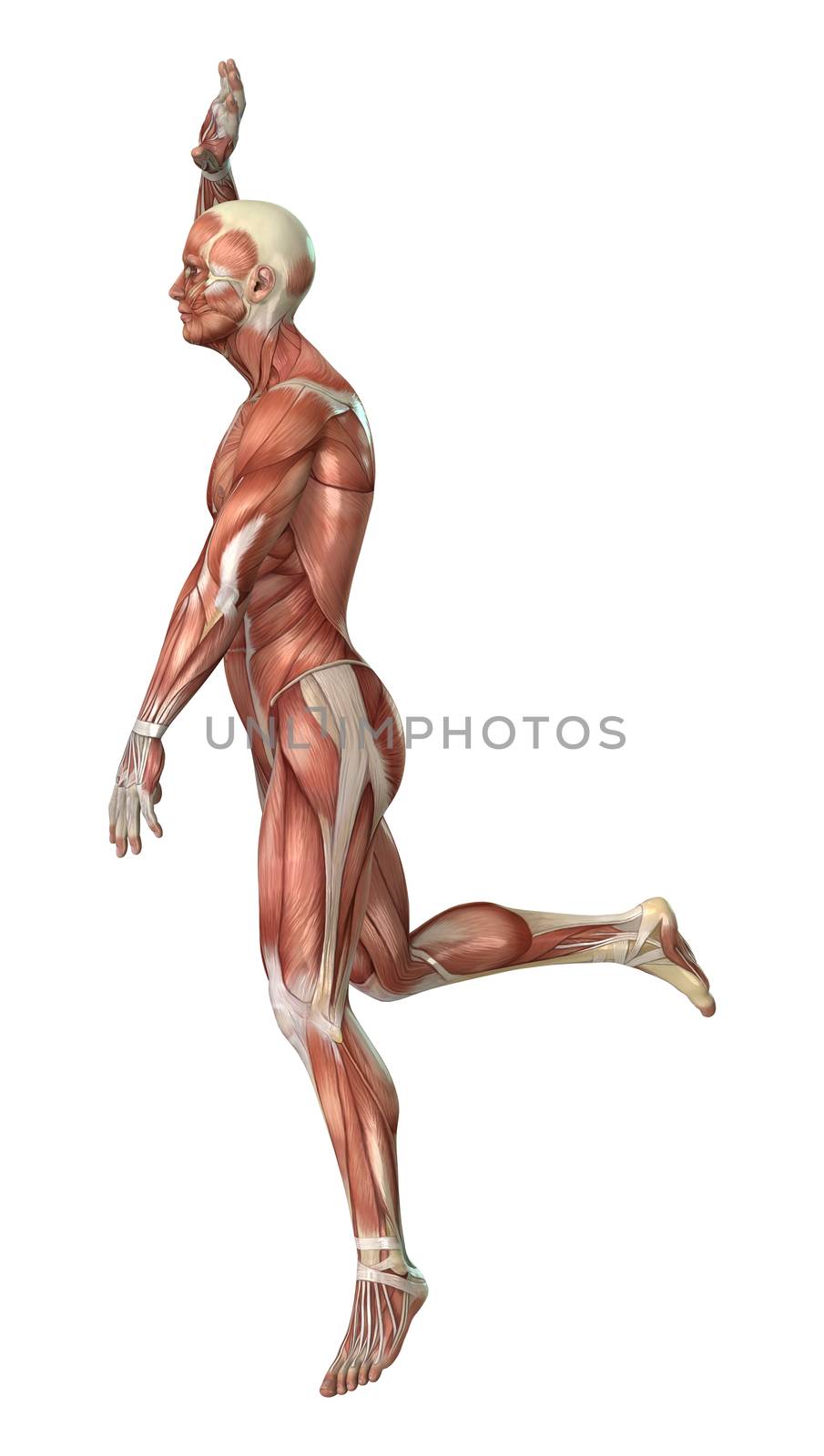 3D digital render of a male anatomy figure with muscles map isolated on white background