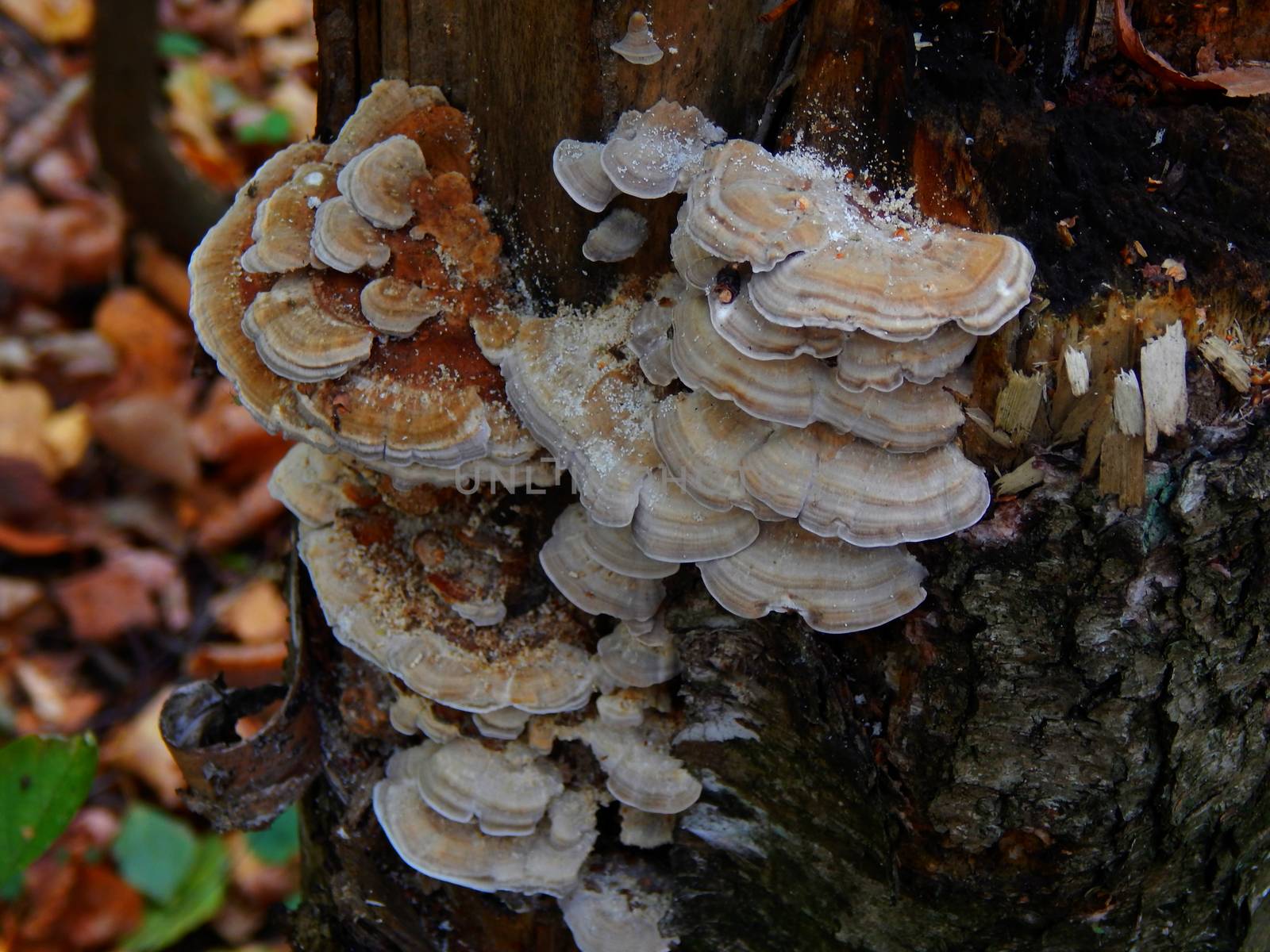 mushroom on a tree