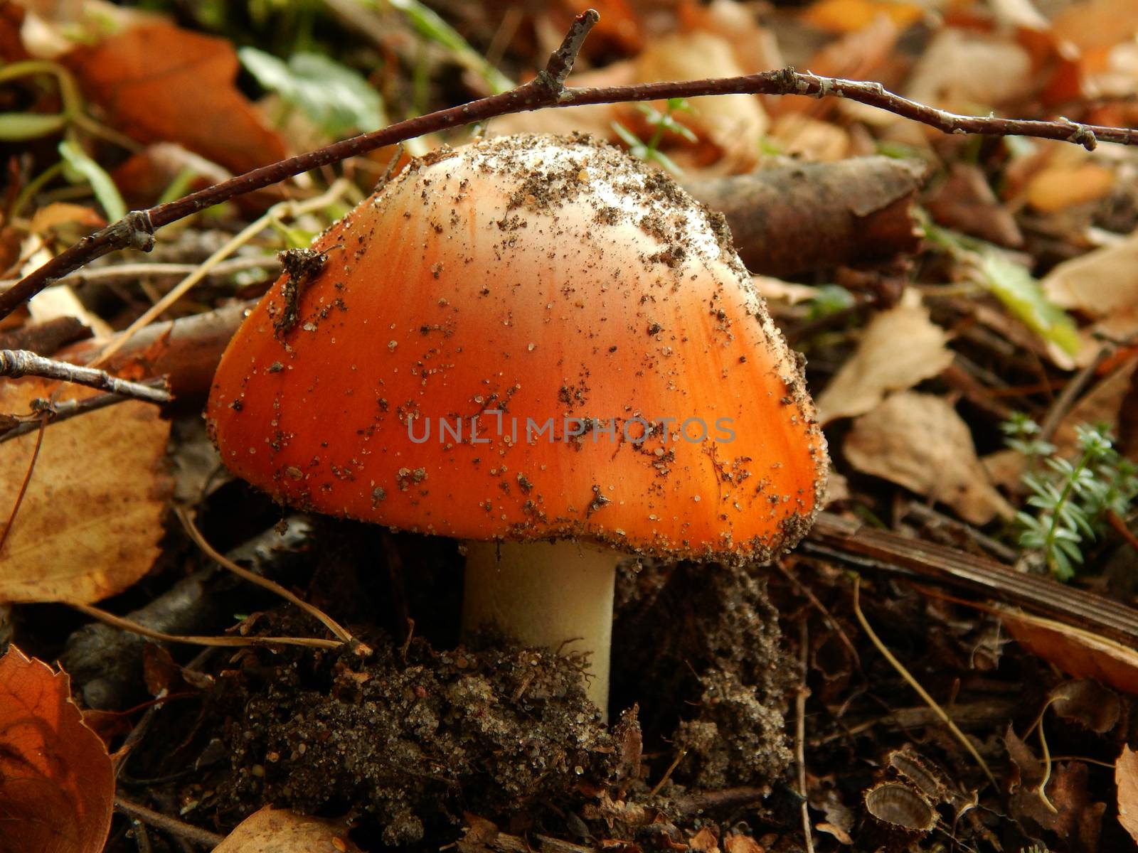 a wild forest mushroom in the woods