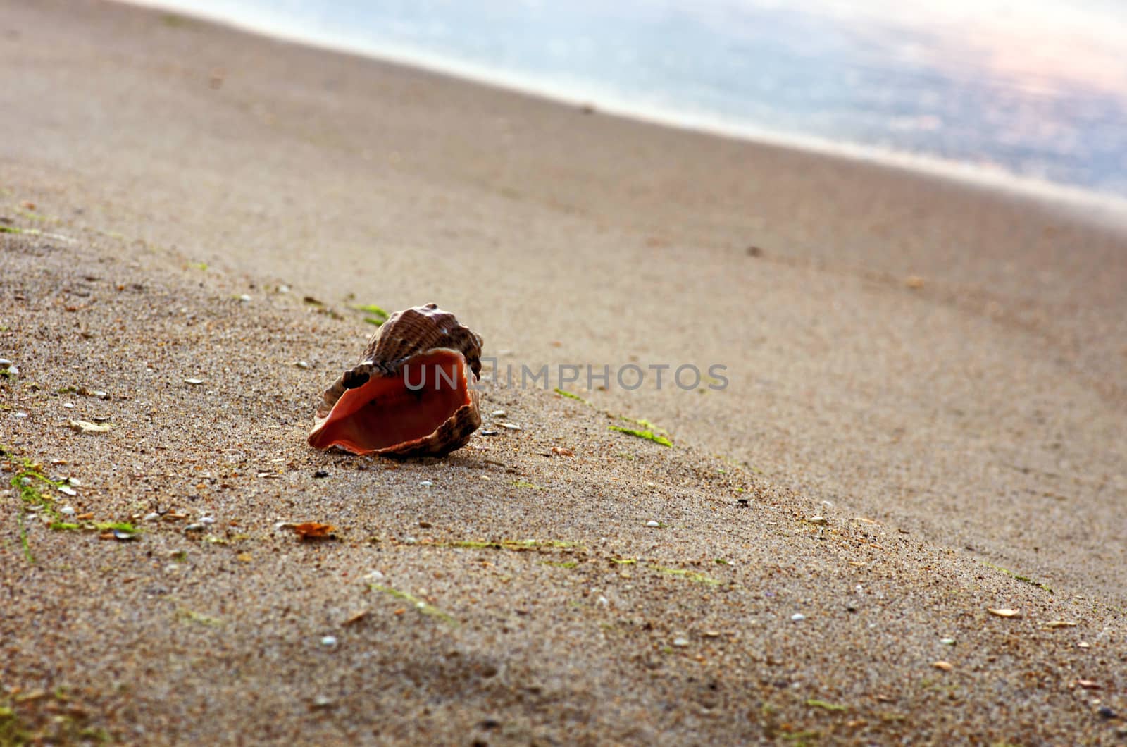 sea shells with sand as background