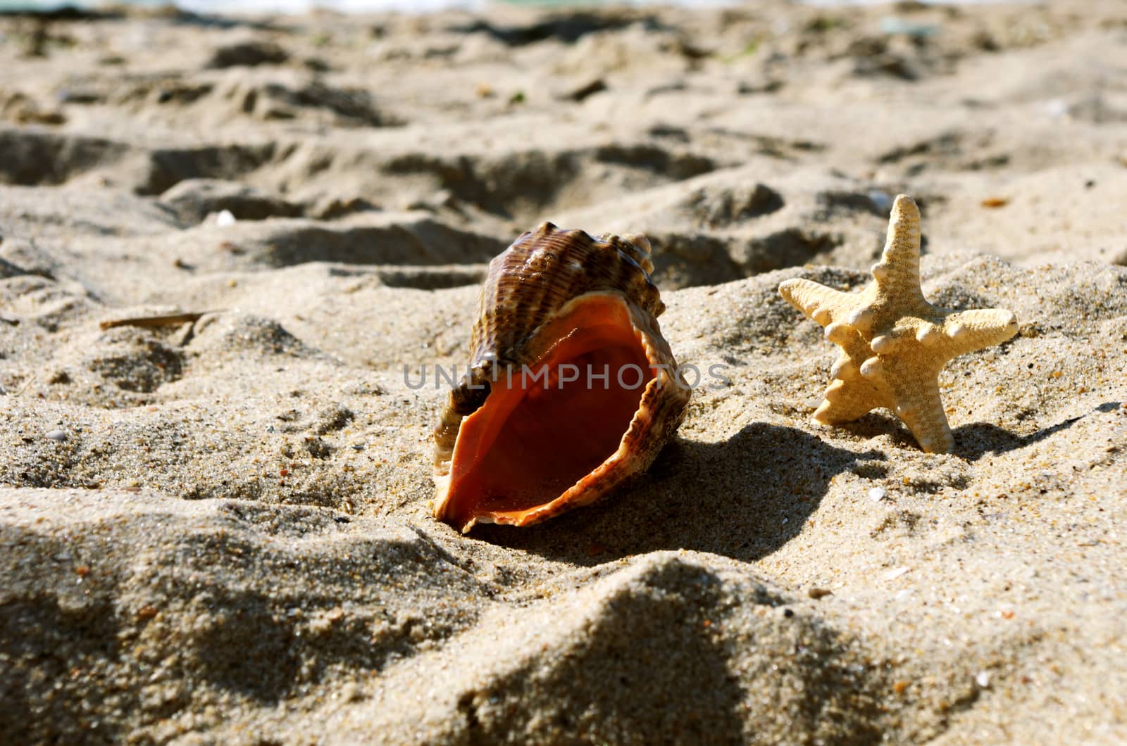 sea shells with sand as background by dolnikow