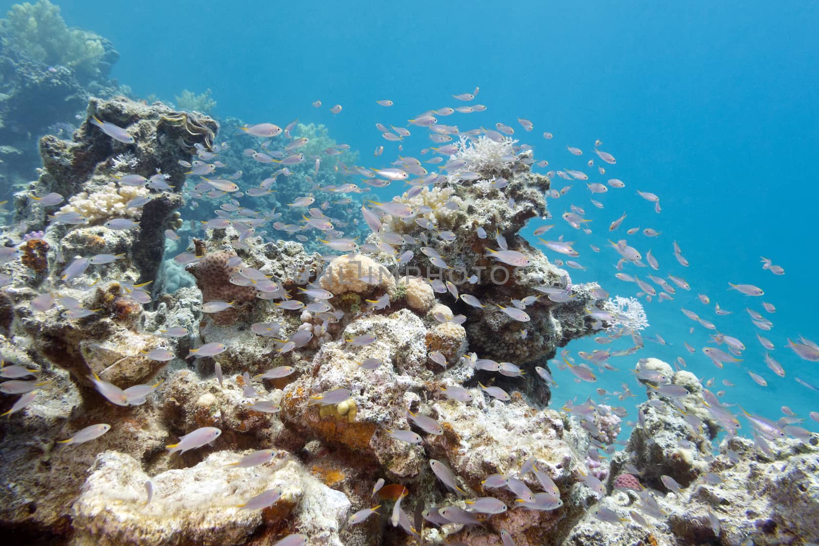 Shoal of glassfishes - Red Sea Sweepers, underwater by mychadre77