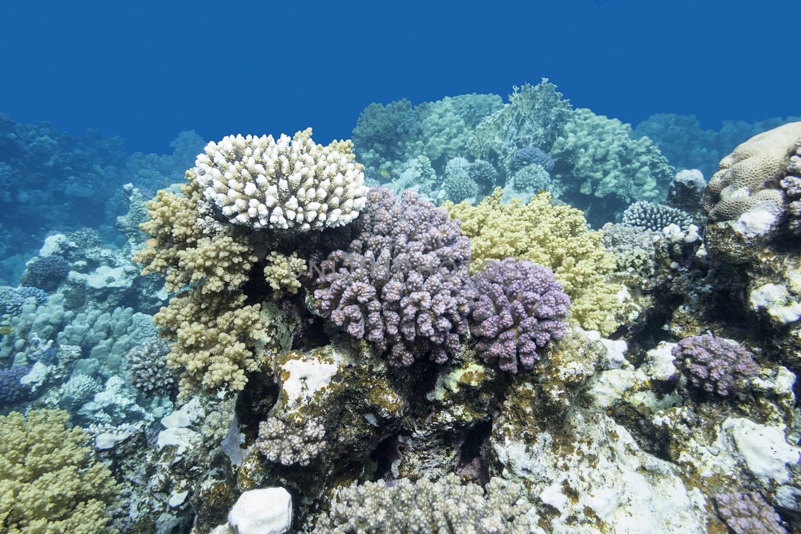 colorful coral reef at the bottom of tropical sea, underwater