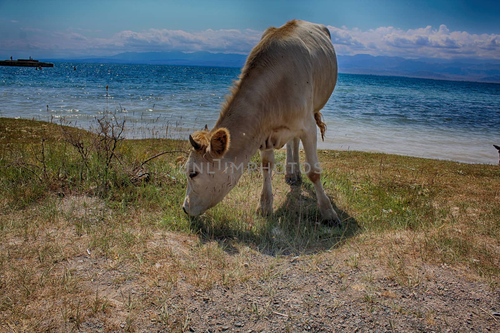 Cow and lake. by nurjan100