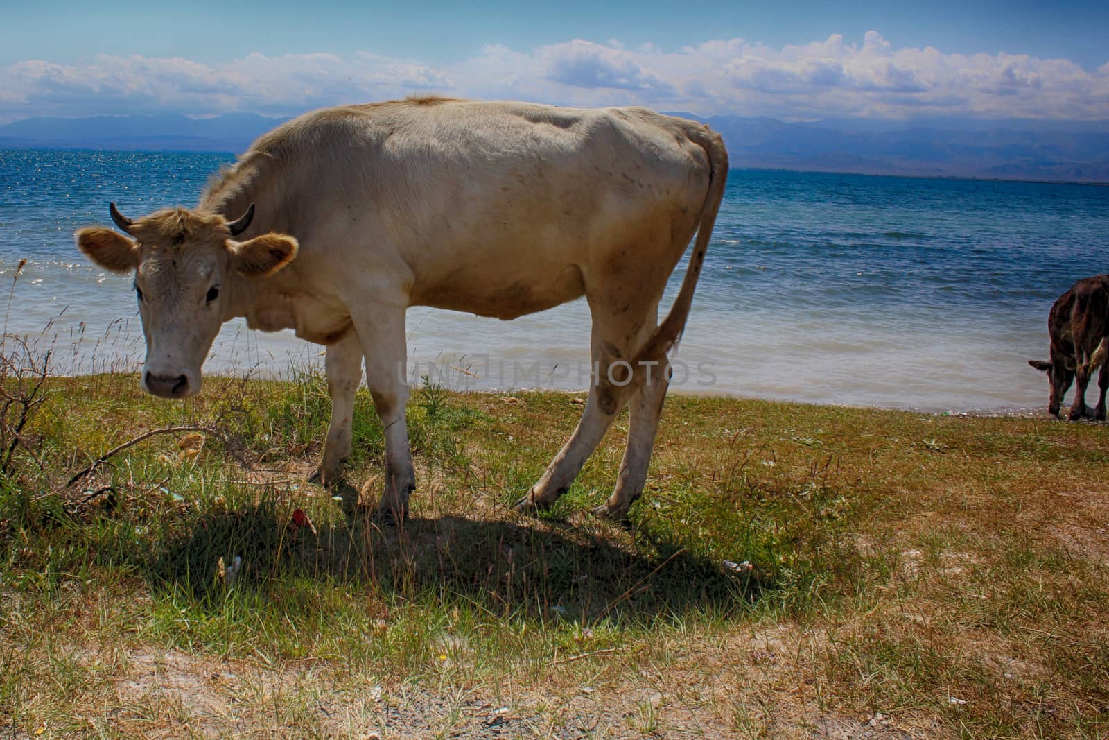 A cow grazes in a meadow by the lake.